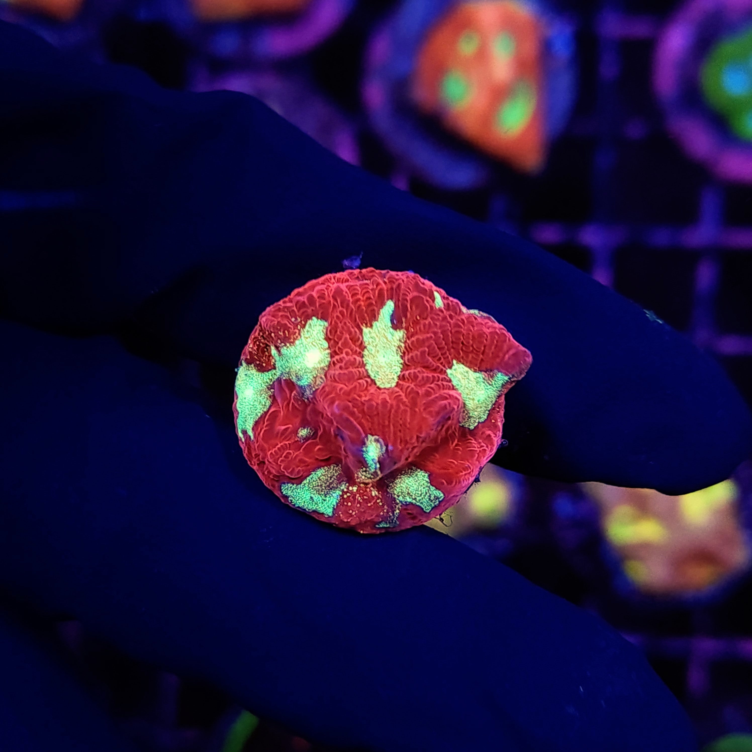 GLITTER EYE FAVIA - Black Label Corals