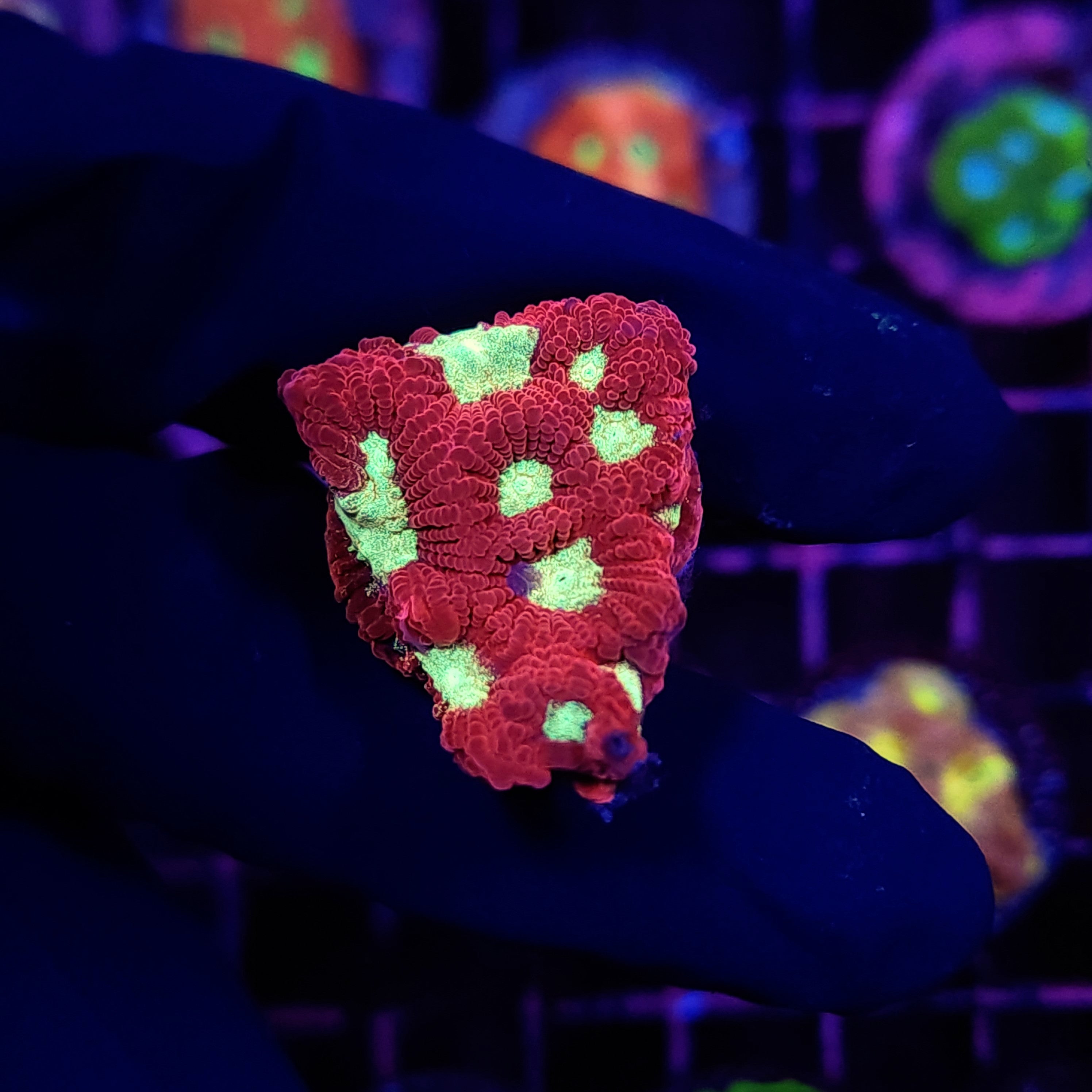 GLITTER EYE FAVIA - Black Label Corals