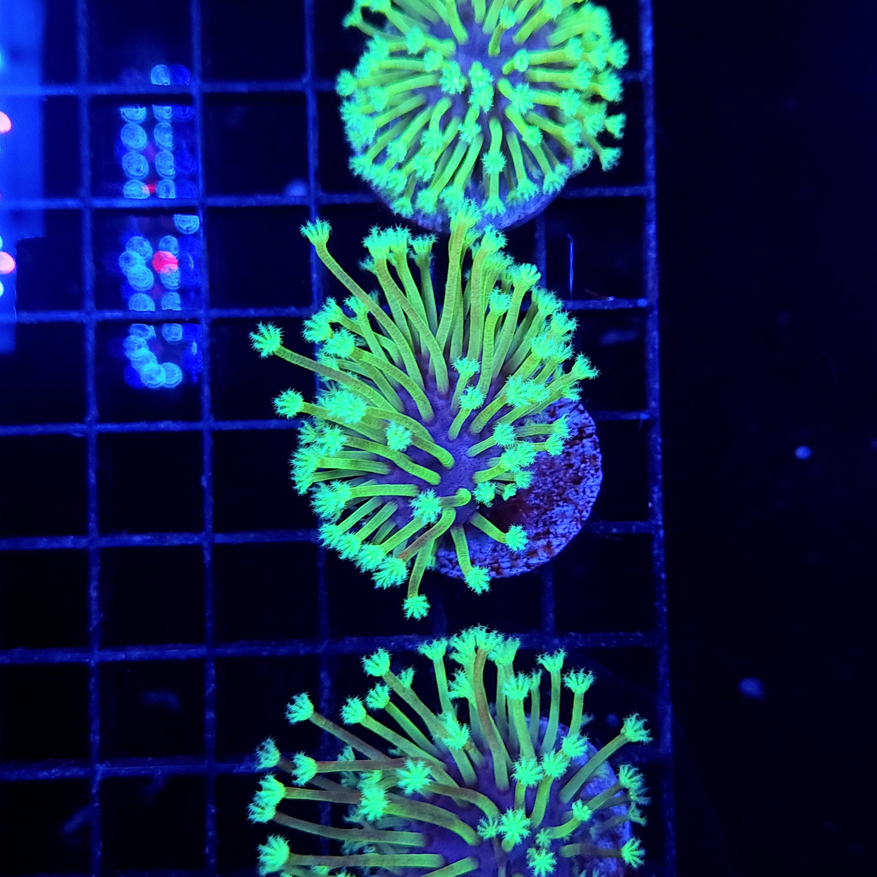 WEEPING WILLOW - Black Label Corals