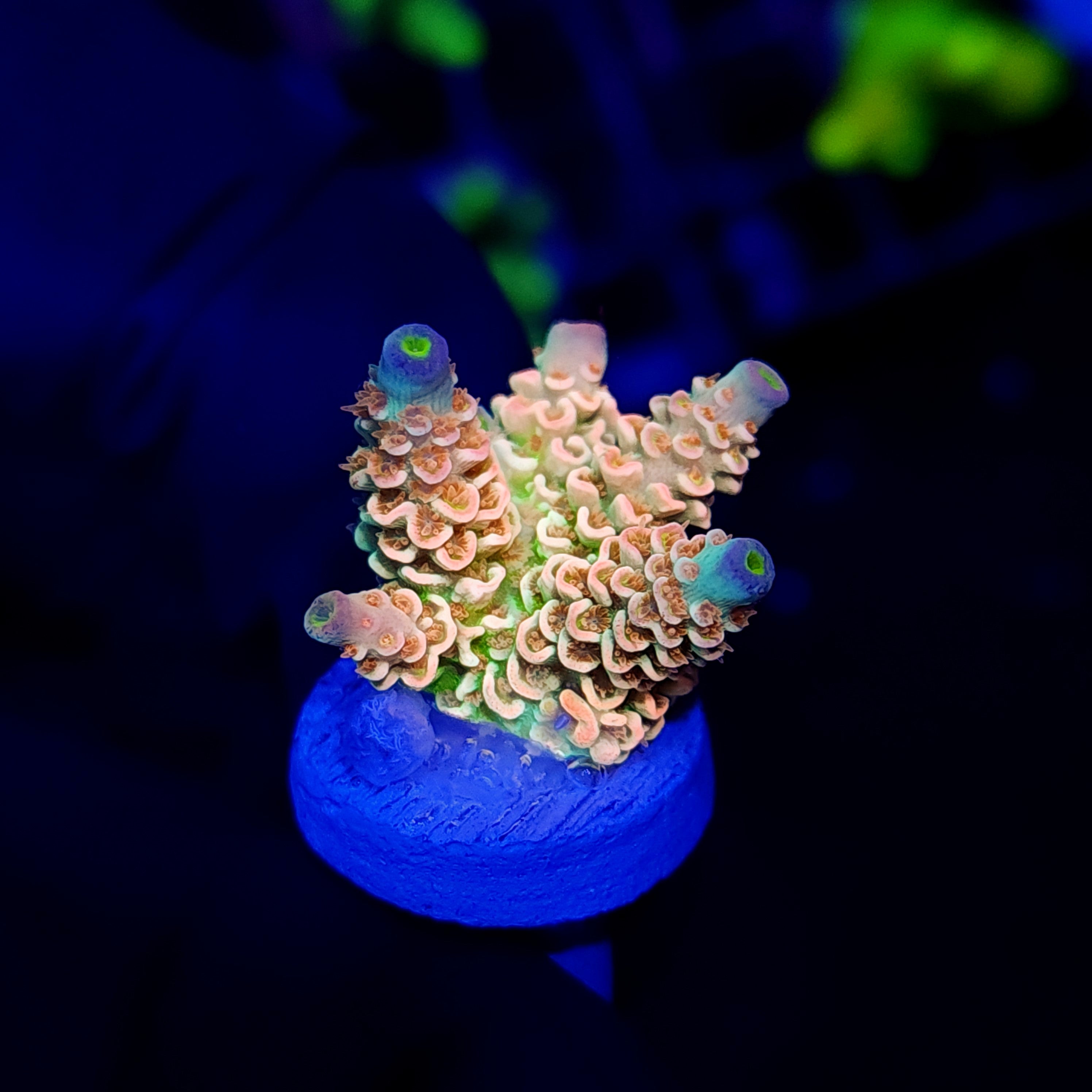 MANGO PASSION - Black Label Corals