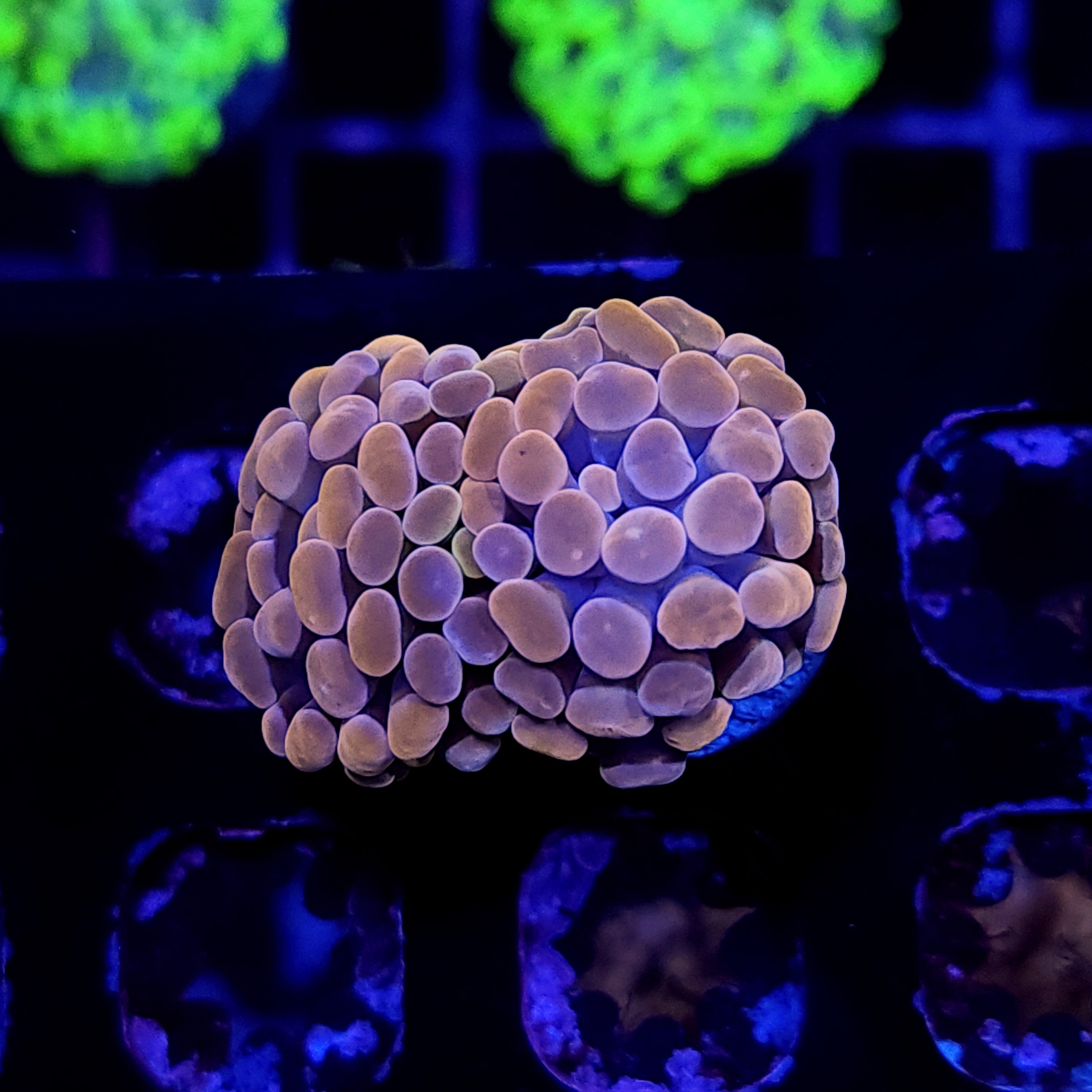 COPPER HAMMER ~ 2 HEADS - Black Label Corals