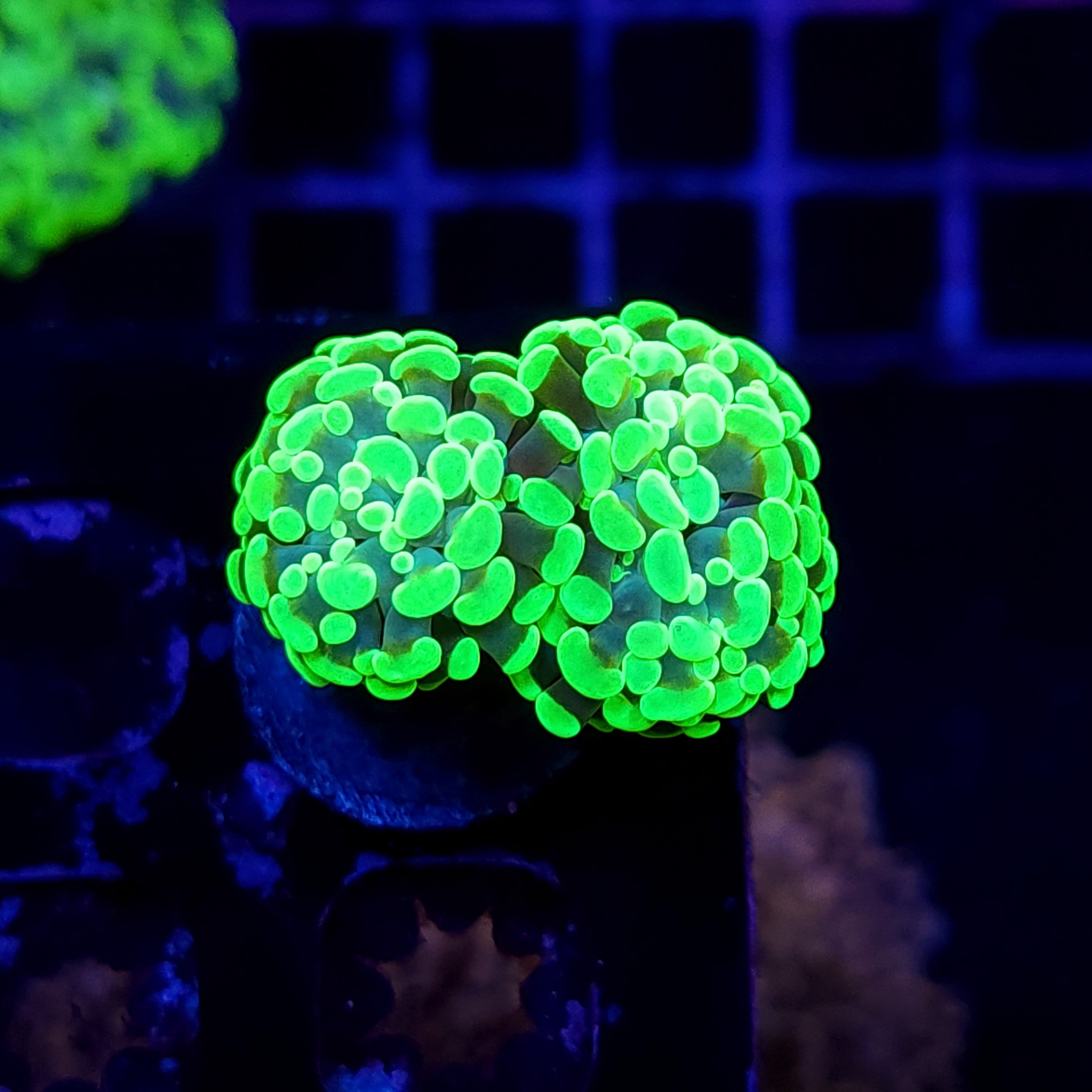 ULTRA GREEN HAMMER ~ 2 HEADS - Black Label Corals