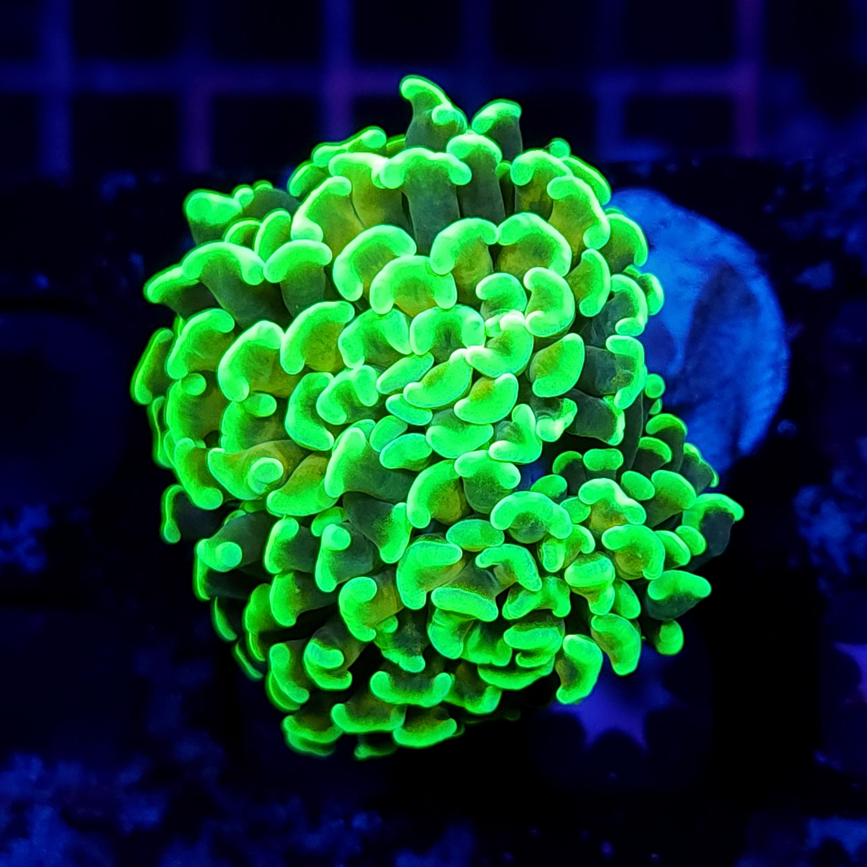 REVERSE HOLY GRAIL HAMMER ~ 2 HEADS - Black Label Corals
