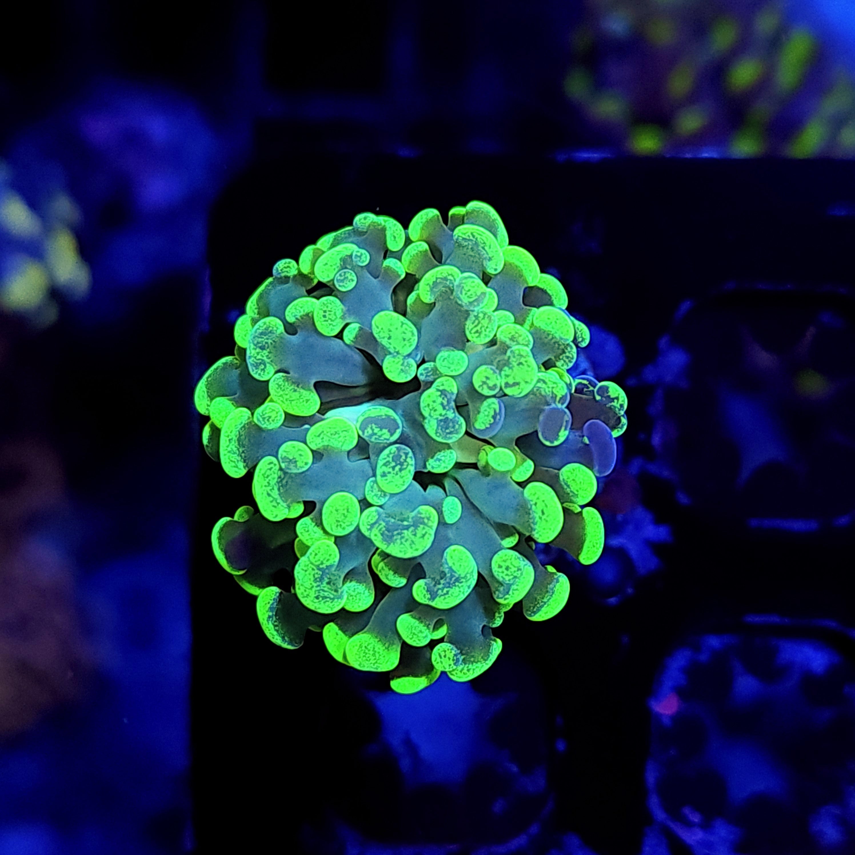 SPLATTER HAMMER - Black Label Corals