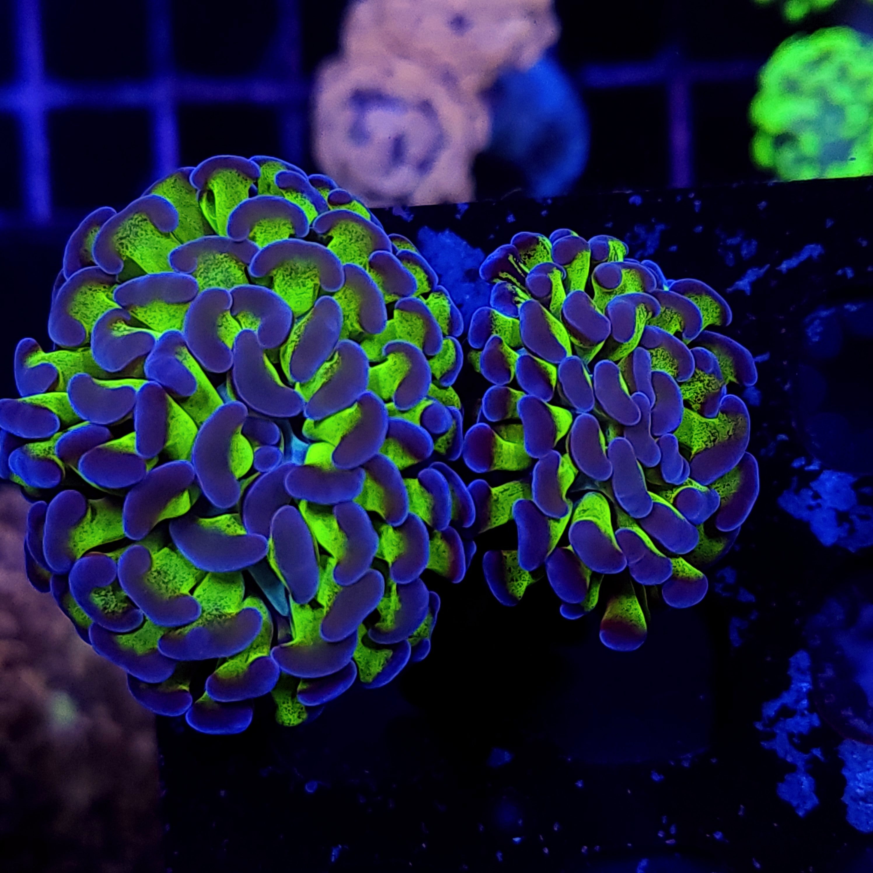 BICOLOR HAMMER ~ 2 HEADS - Black Label Corals
