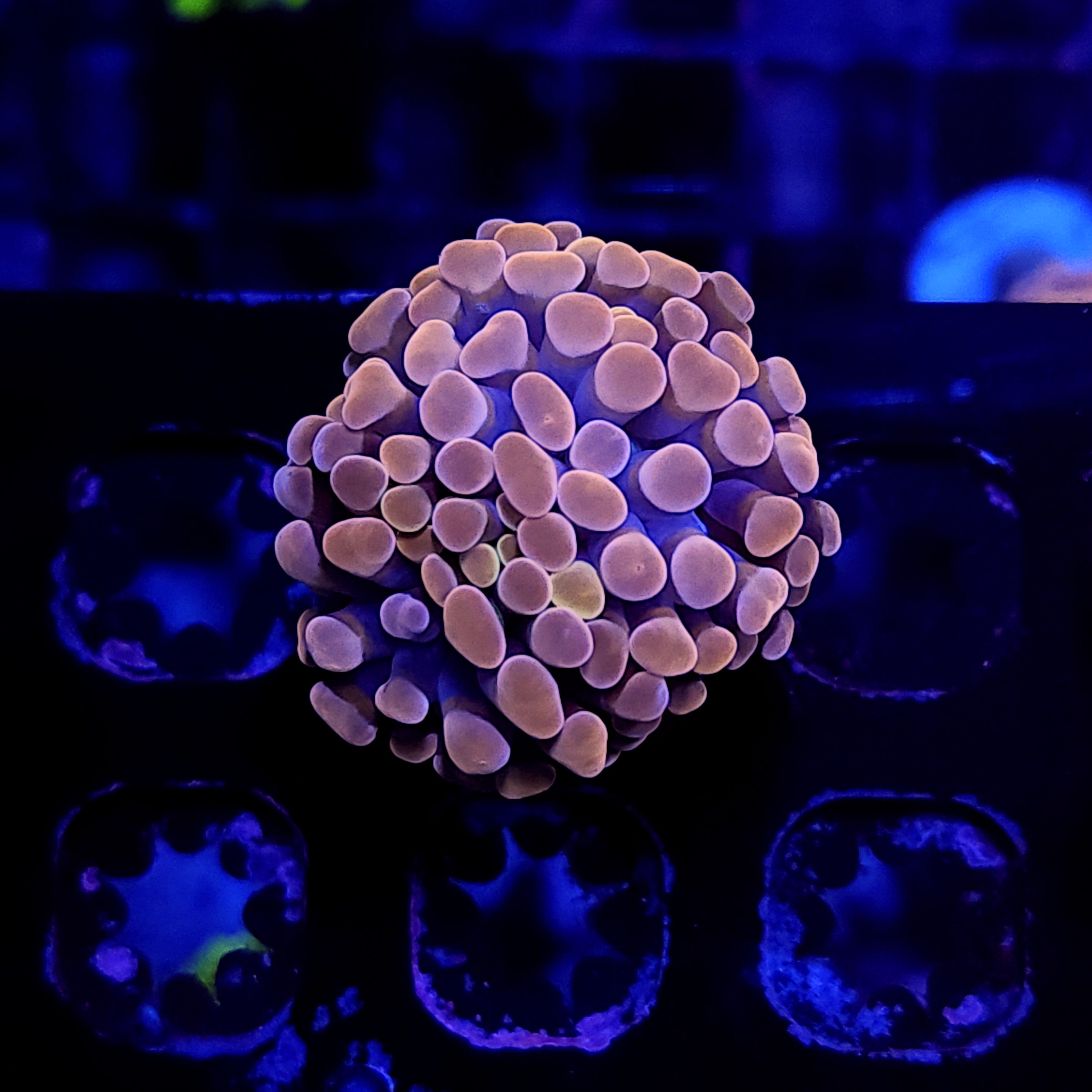 ORANGE HAMMER - Black Label Corals