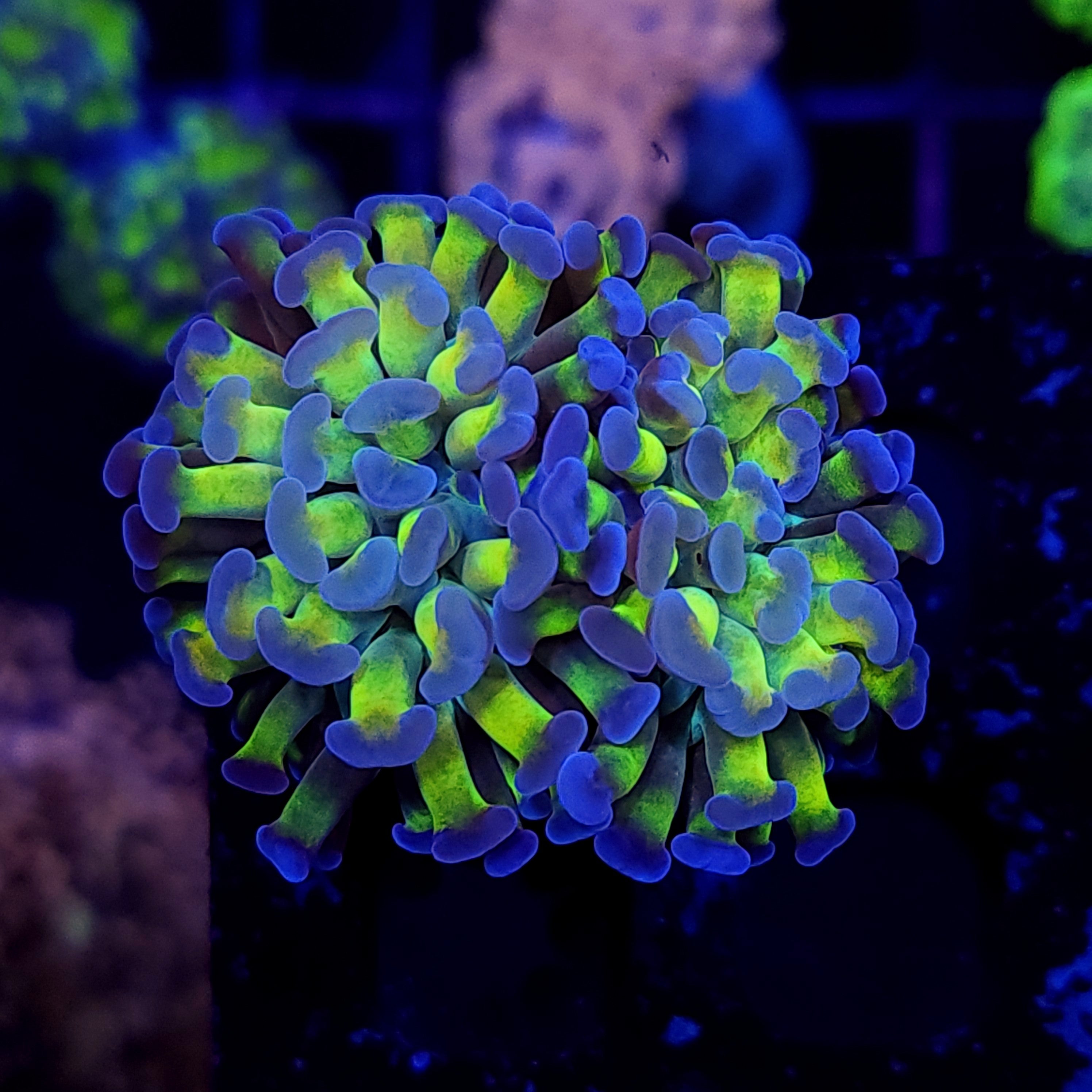 INTERESTING HAMMER ~ 2 HEADS - Black Label Corals