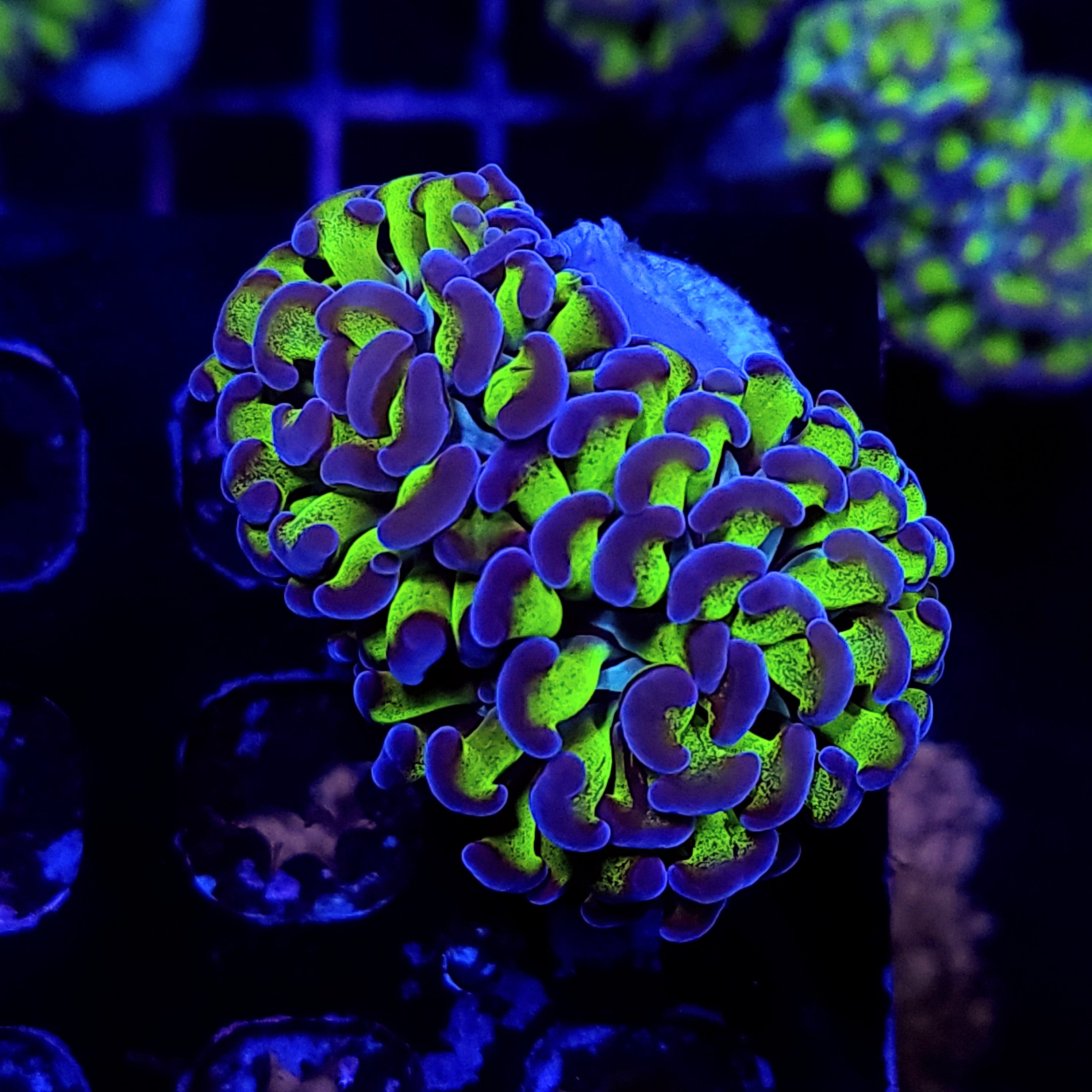 BICOLOR HAMMER ~ 2 HEADS - Black Label Corals