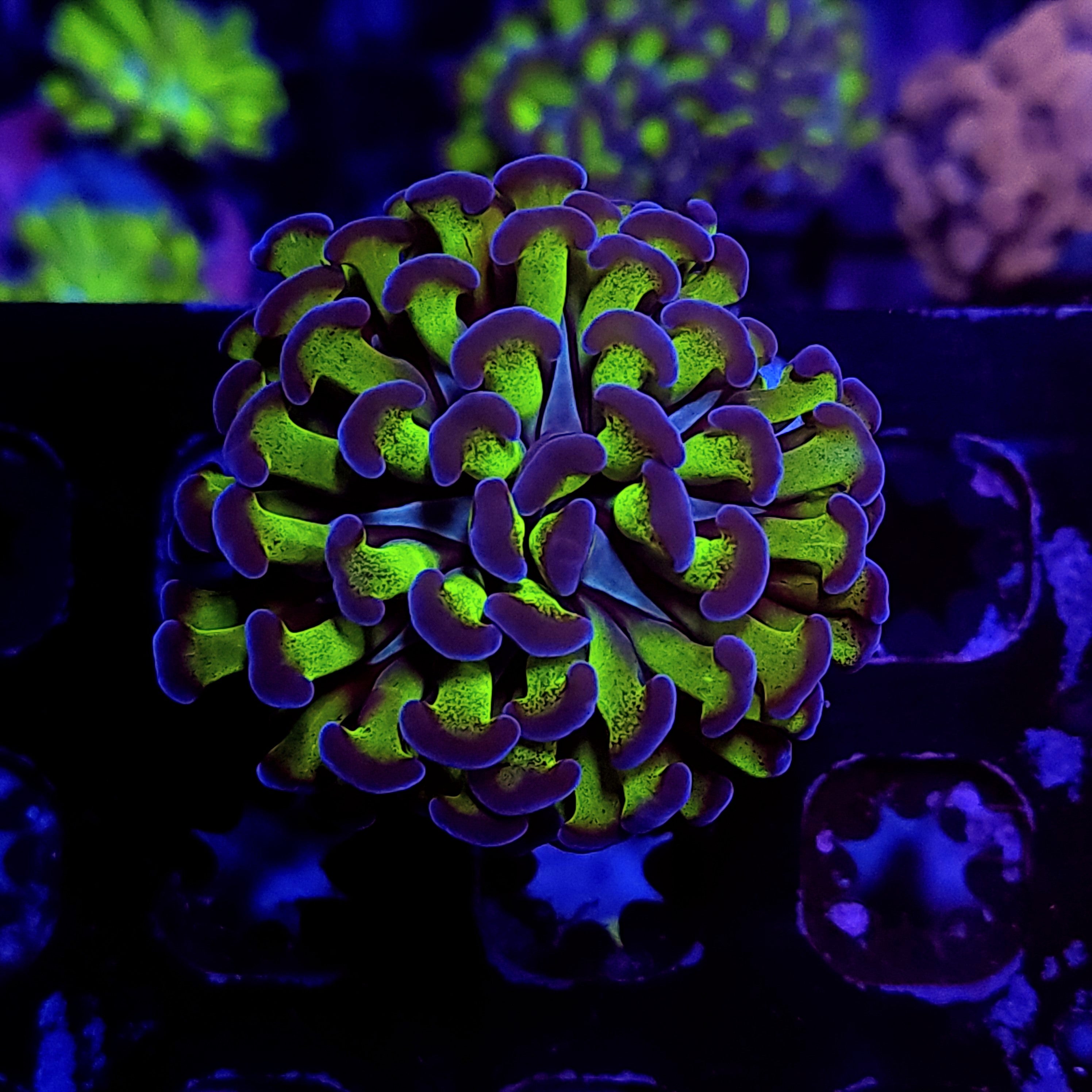 BICOLOR HAMMER - Black Label Corals