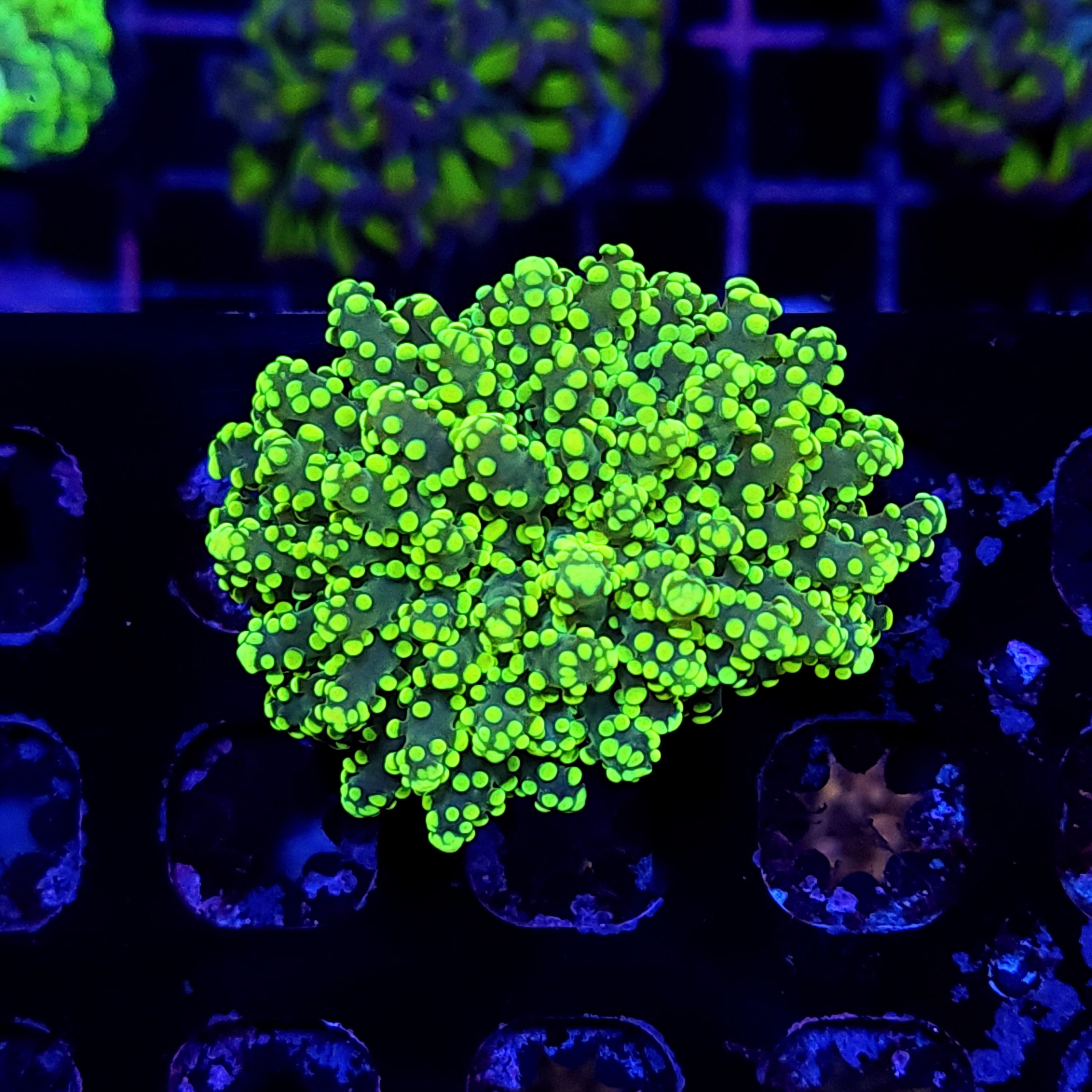 KRYPTONITE OCTO - Black Label Corals
