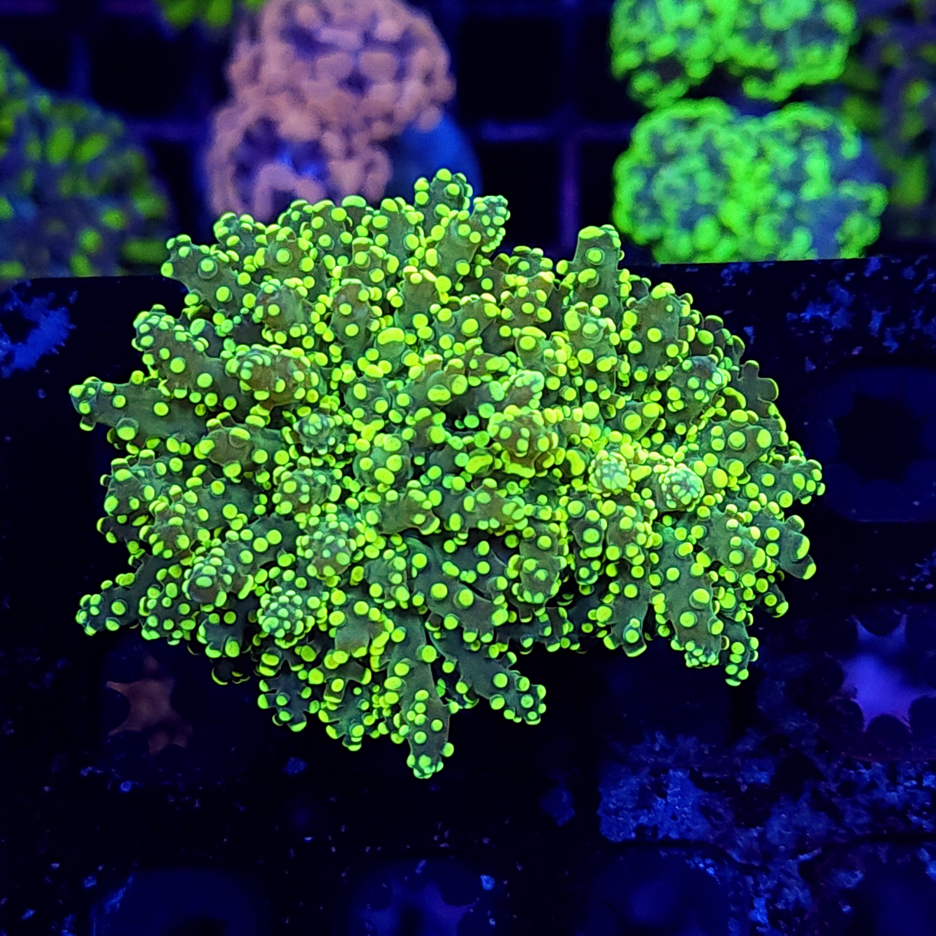 KRYPTONITE OCTO ~ 2 HEADS - Black Label Corals