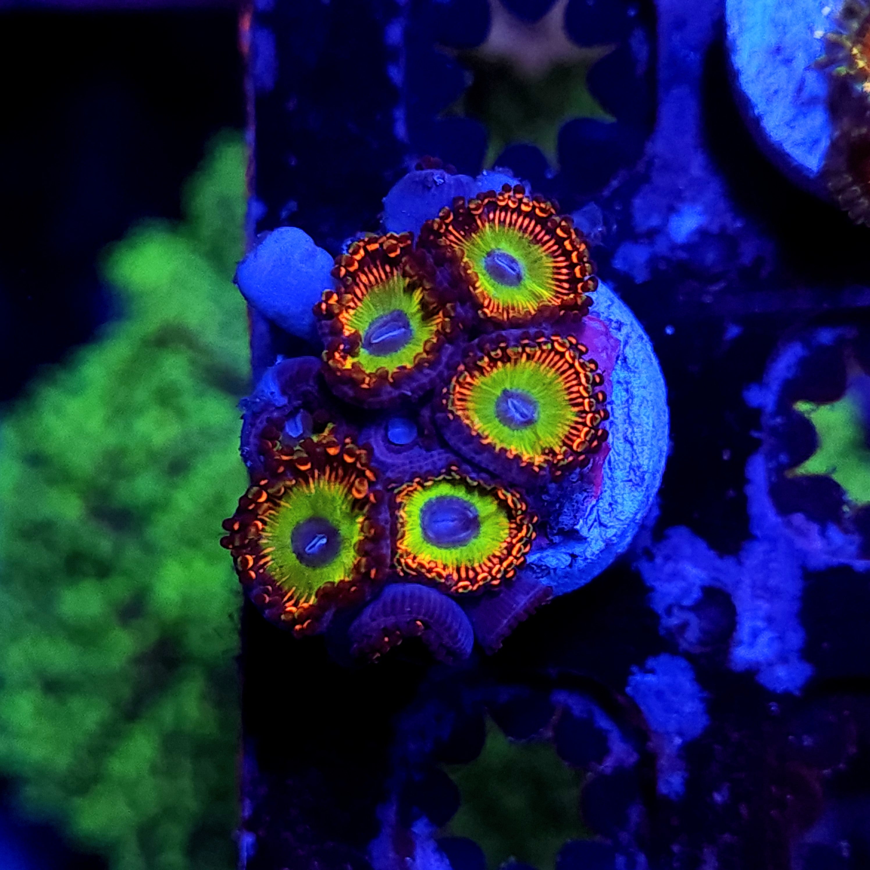 BOWSER ZOA ~ 5 POLYPS - Black Label Corals