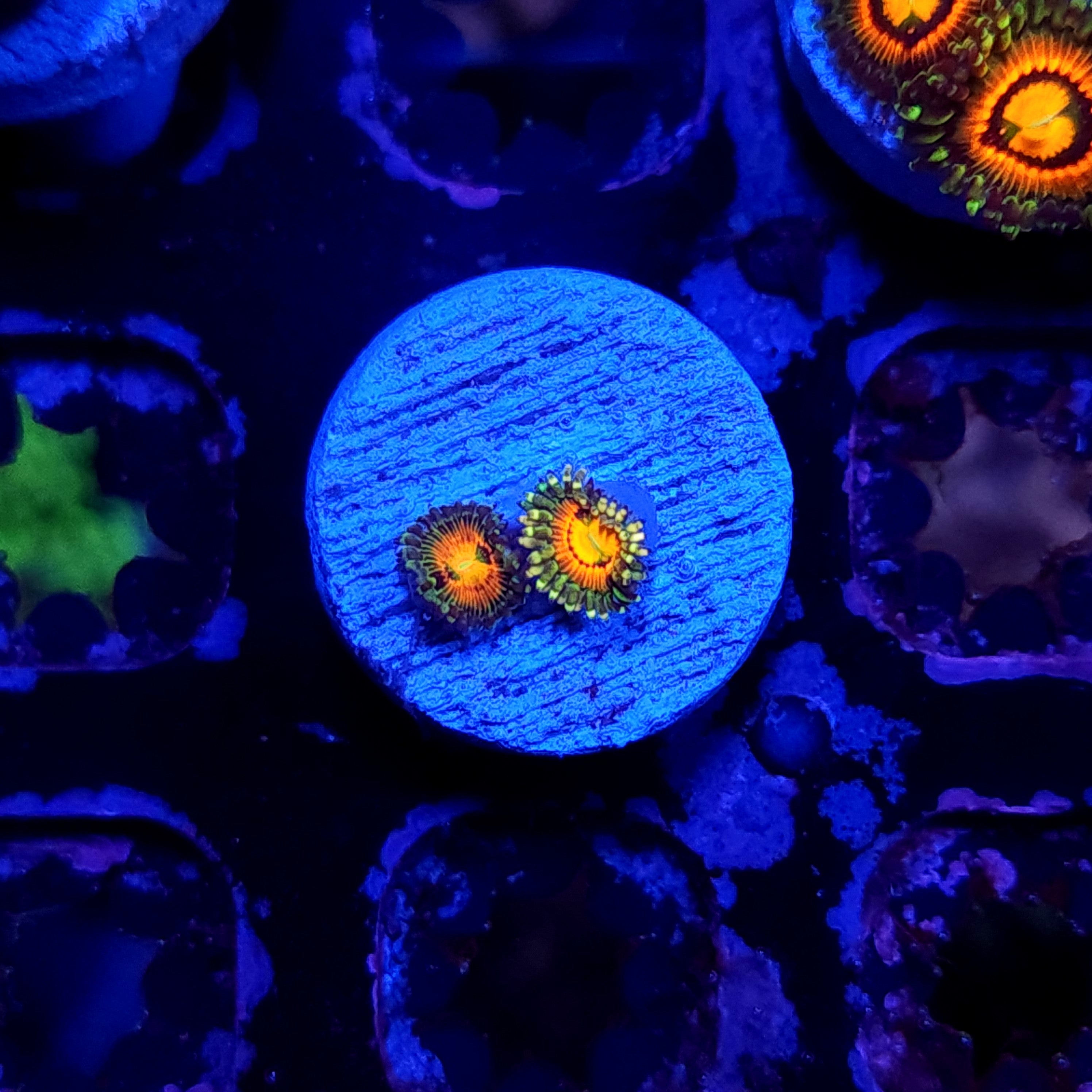 RAINBOW INCINERATOR ZOA ~ 2 POLYPS - Black Label Corals