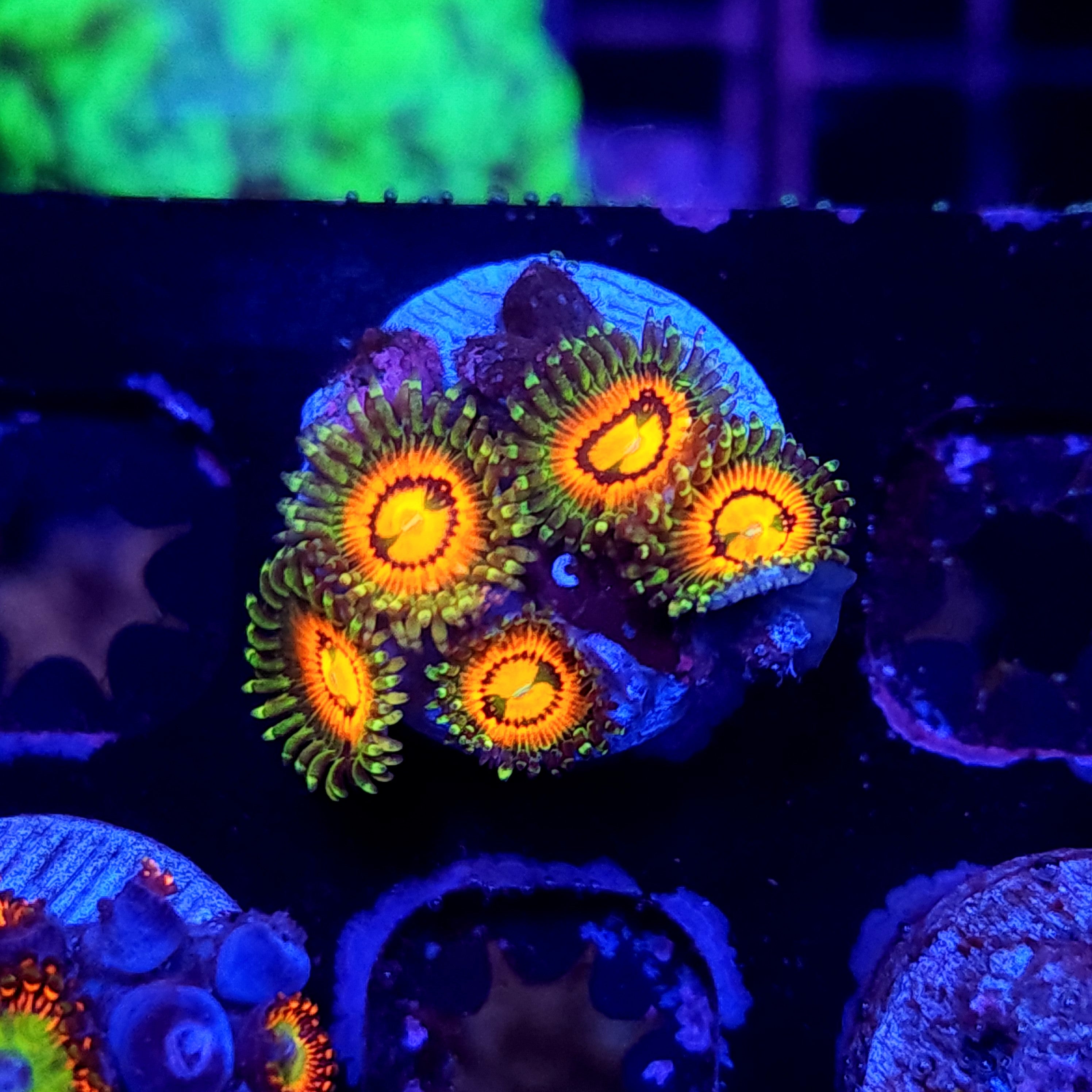 RAINBOW INCINERATOR ZOA ~ 5 POLYPS - Black Label Corals