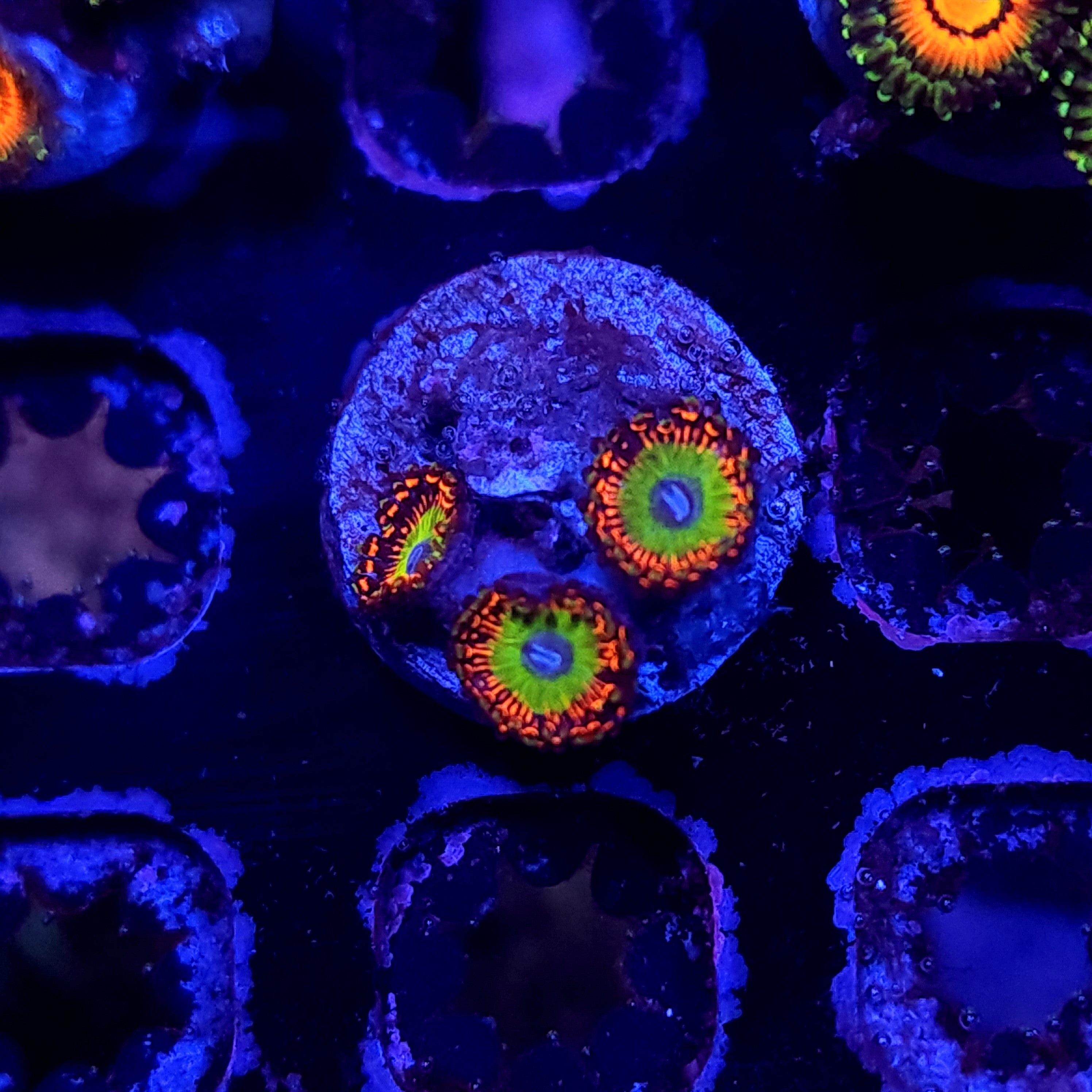 BOWSER ZOA ~ 3 POLYPS - Black Label Corals