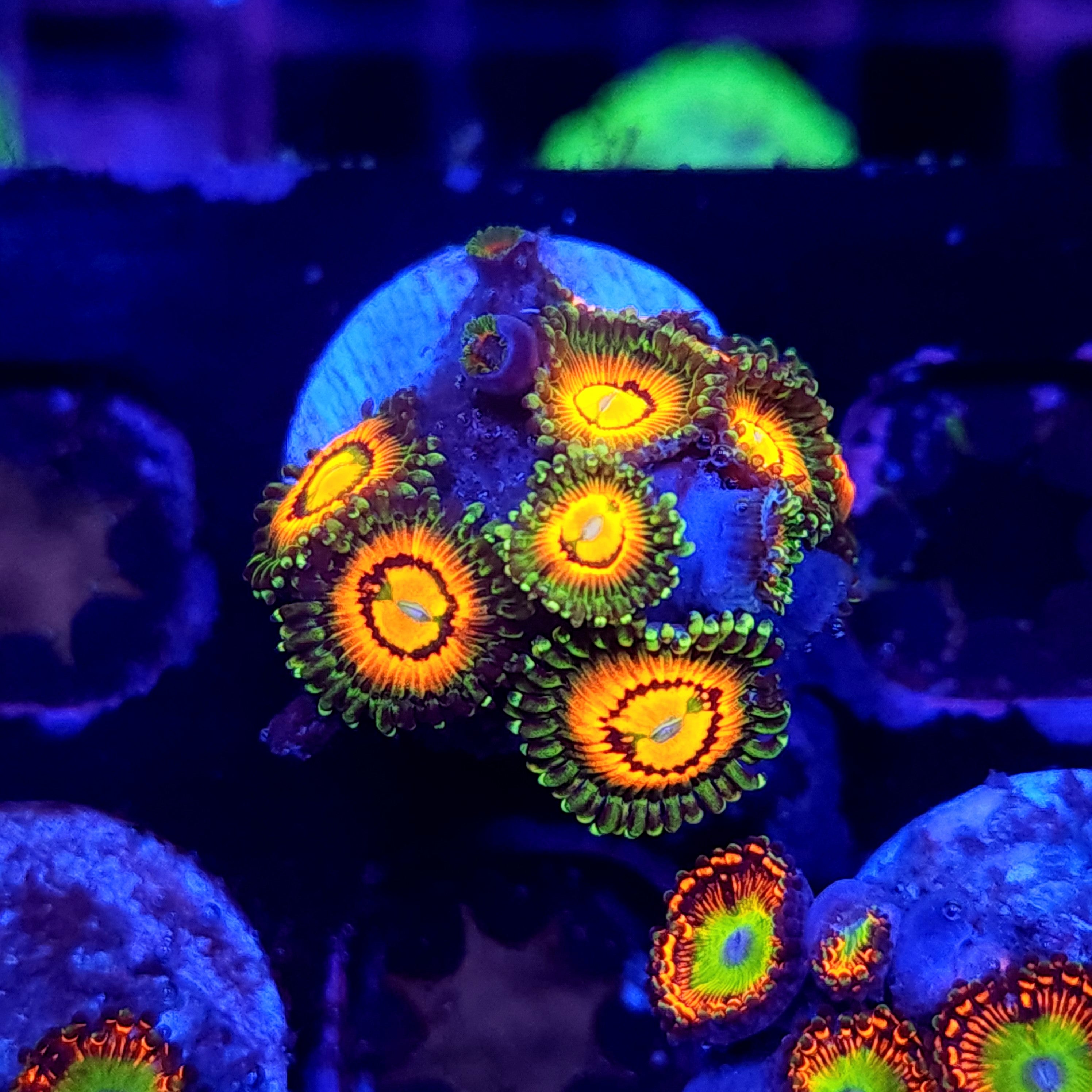 RAINBOW INCINERATOR ZOA ~ 9 POLYPS - Black Label Corals