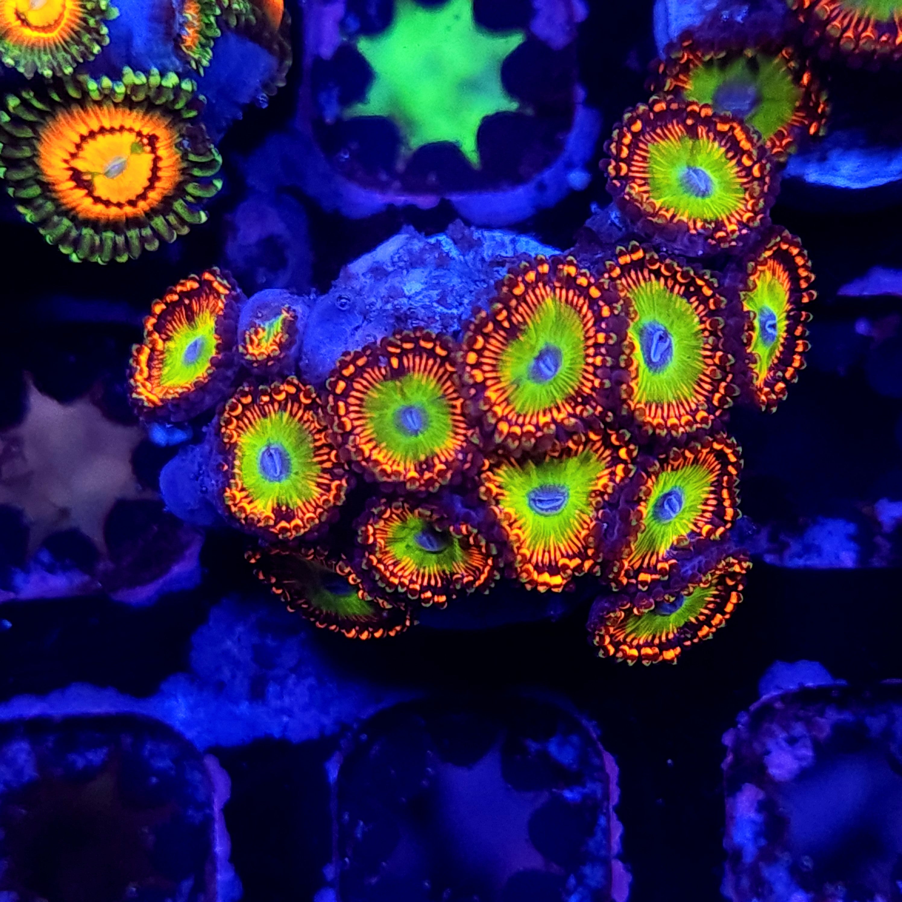 BOWSER ZOA ~ 13 POLYPS - Black Label Corals