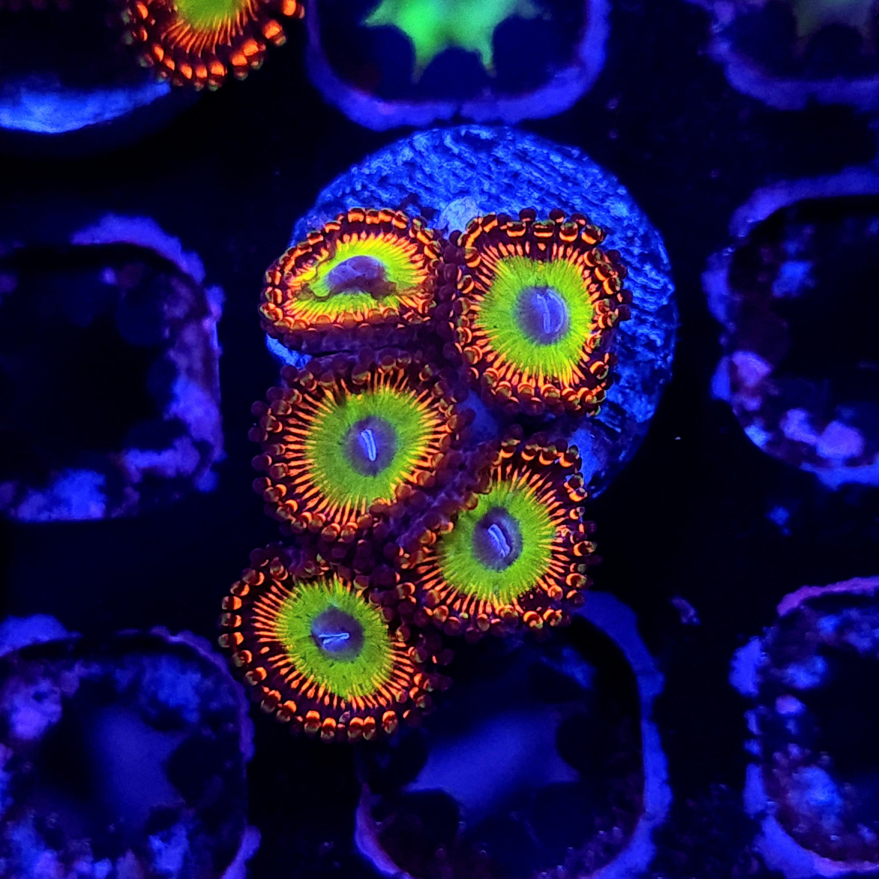 BOWSER ZOA ~ 5 POLYPS - Black Label Corals