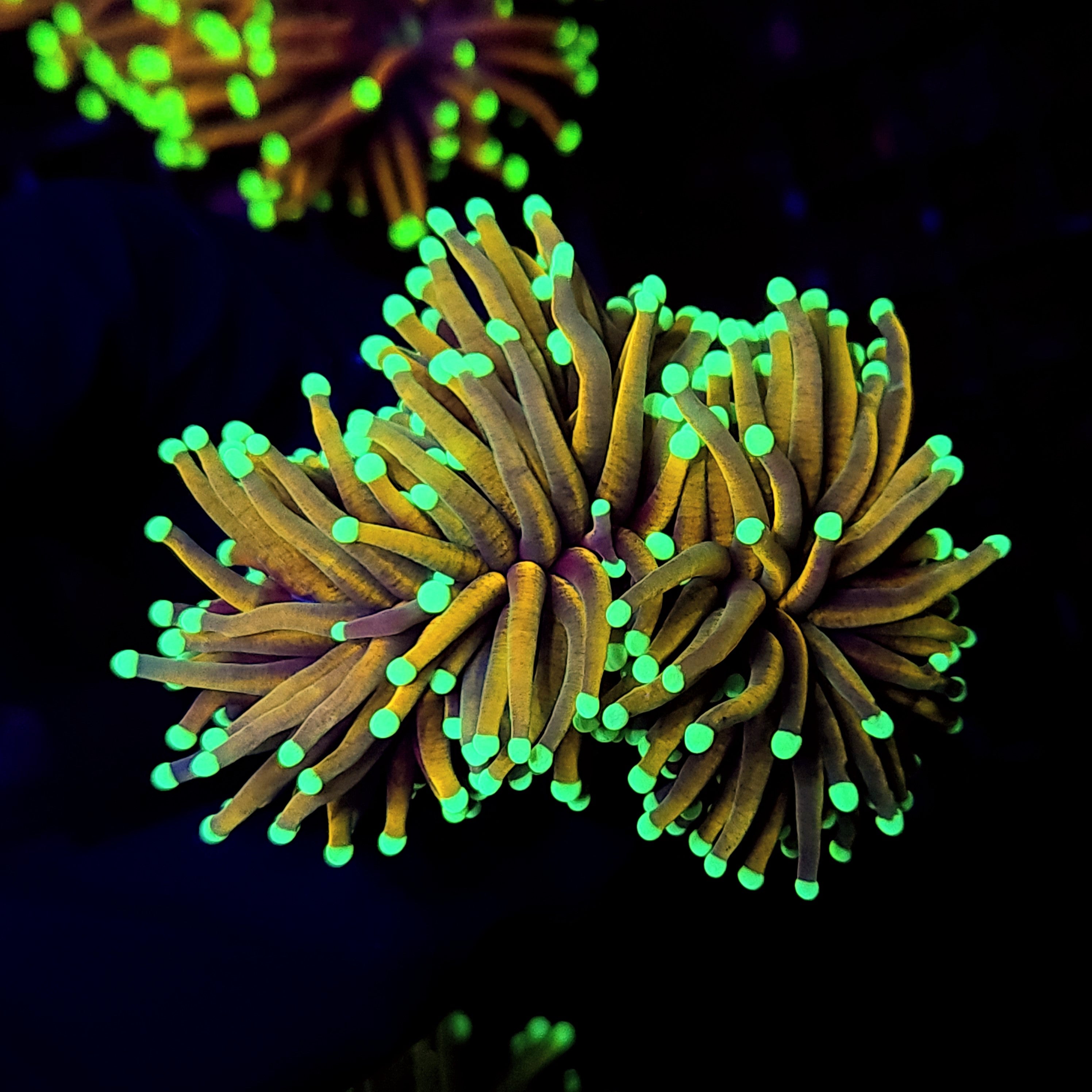 INDO GOLD TORCH ~ 3 HEADS - Black Label Corals