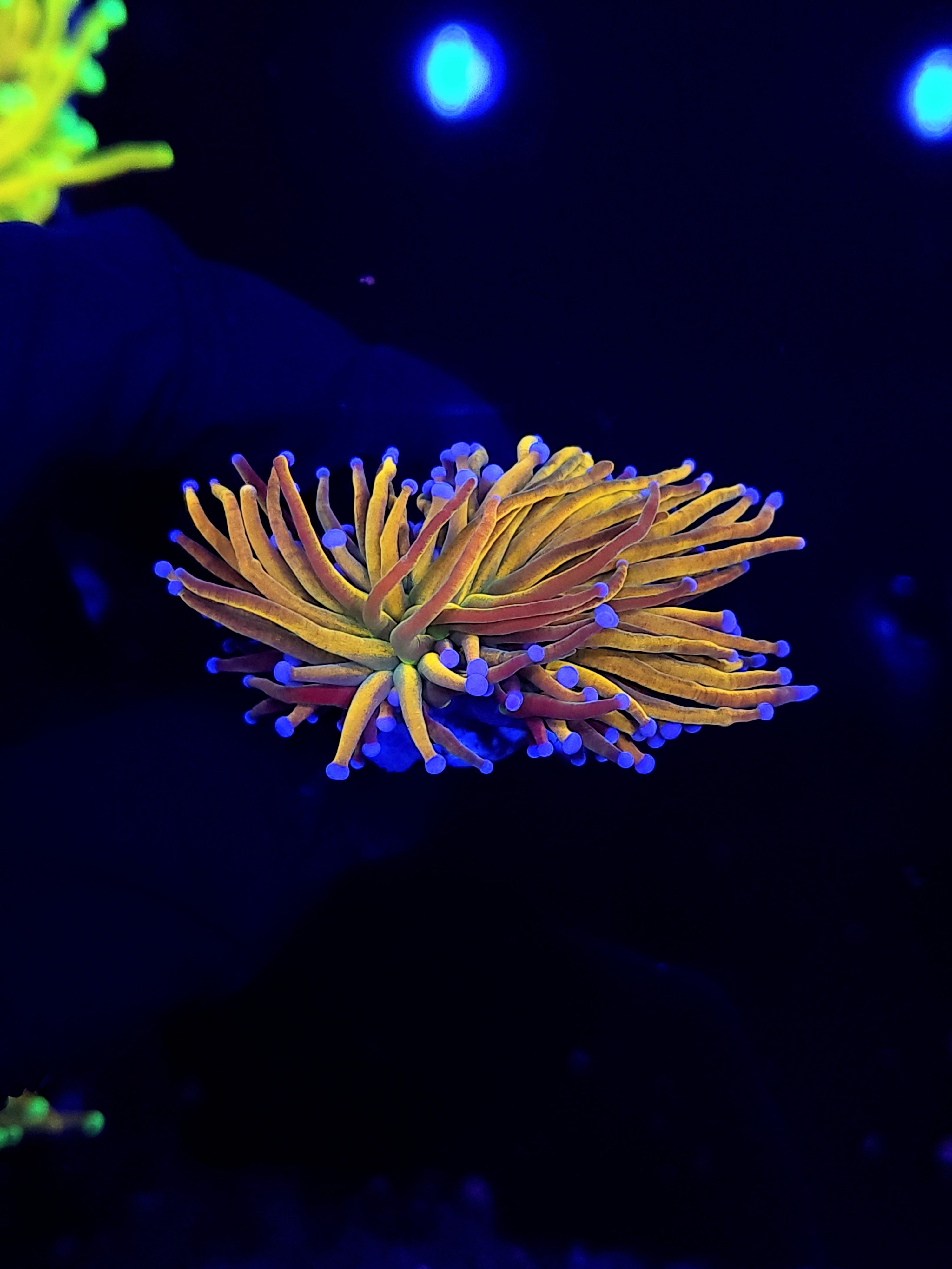 HOLY GRAIL TORCH ~ SPLITTING - Black Label Corals