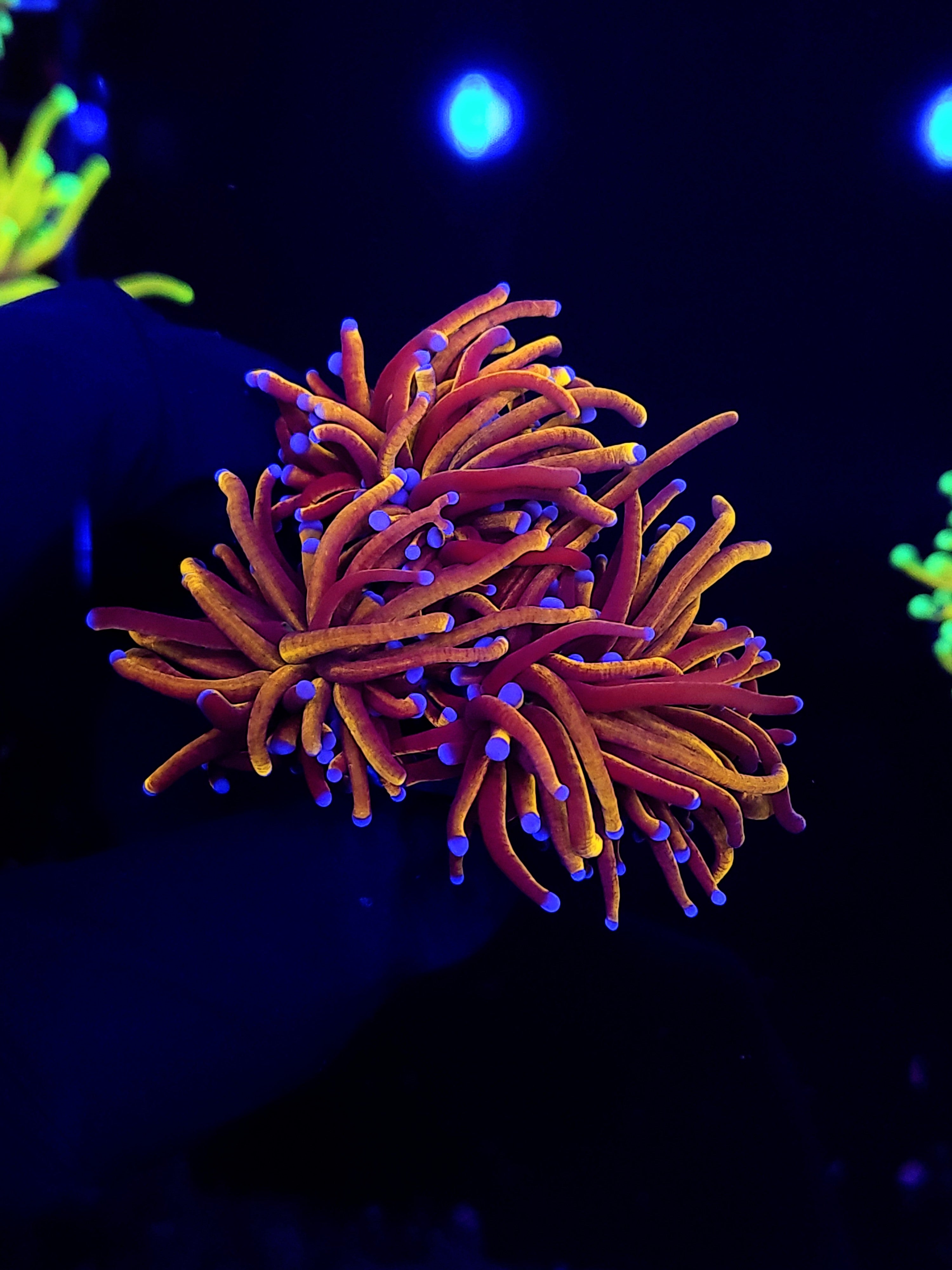 24K GOLD TORCH ~ 3 HEADS - Black Label Corals
