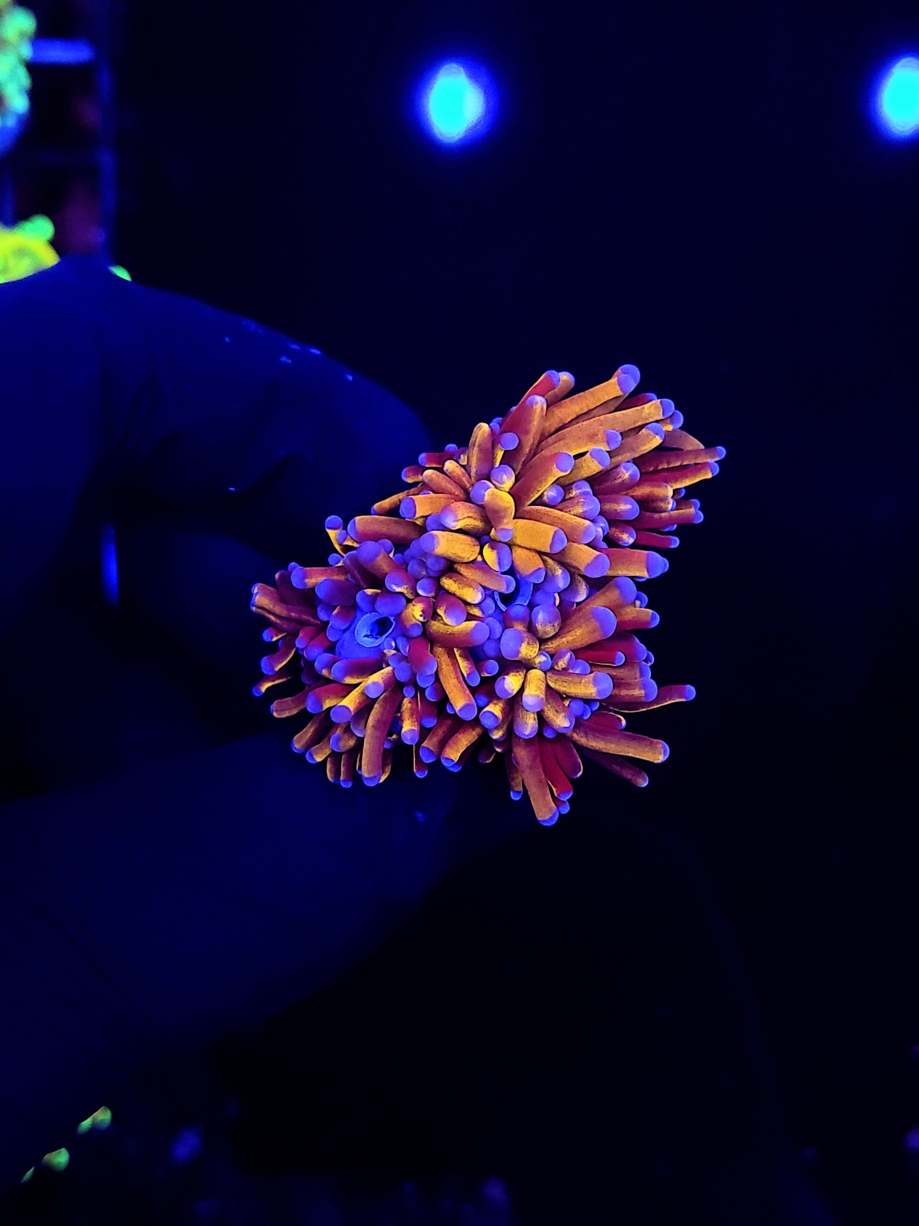24K GOLD TORCH ~ 2 HEAD BARNACLE BOY - Black Label Corals
