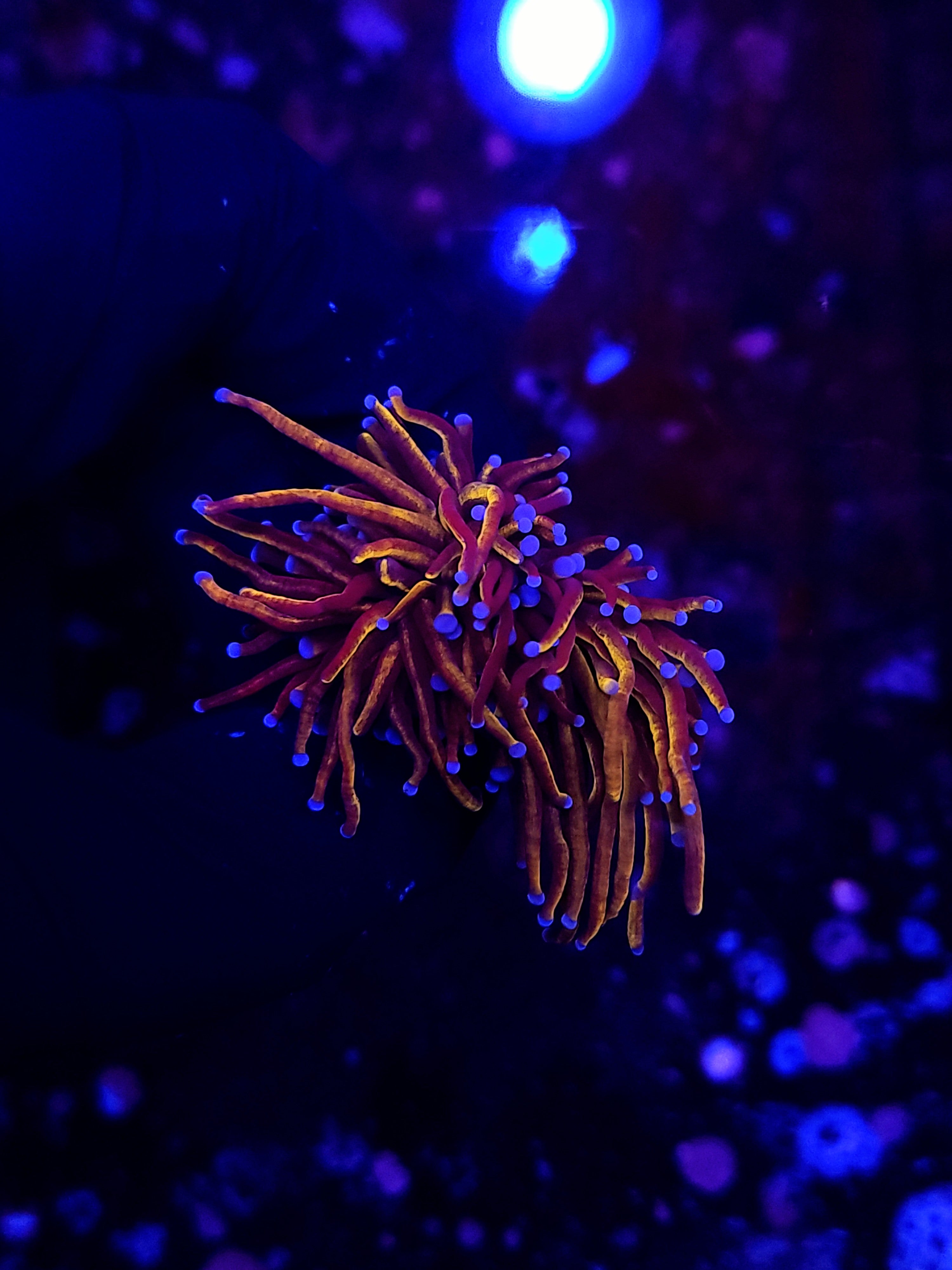NY KNICKS TORCH ~ 2 HEADS - Black Label Corals