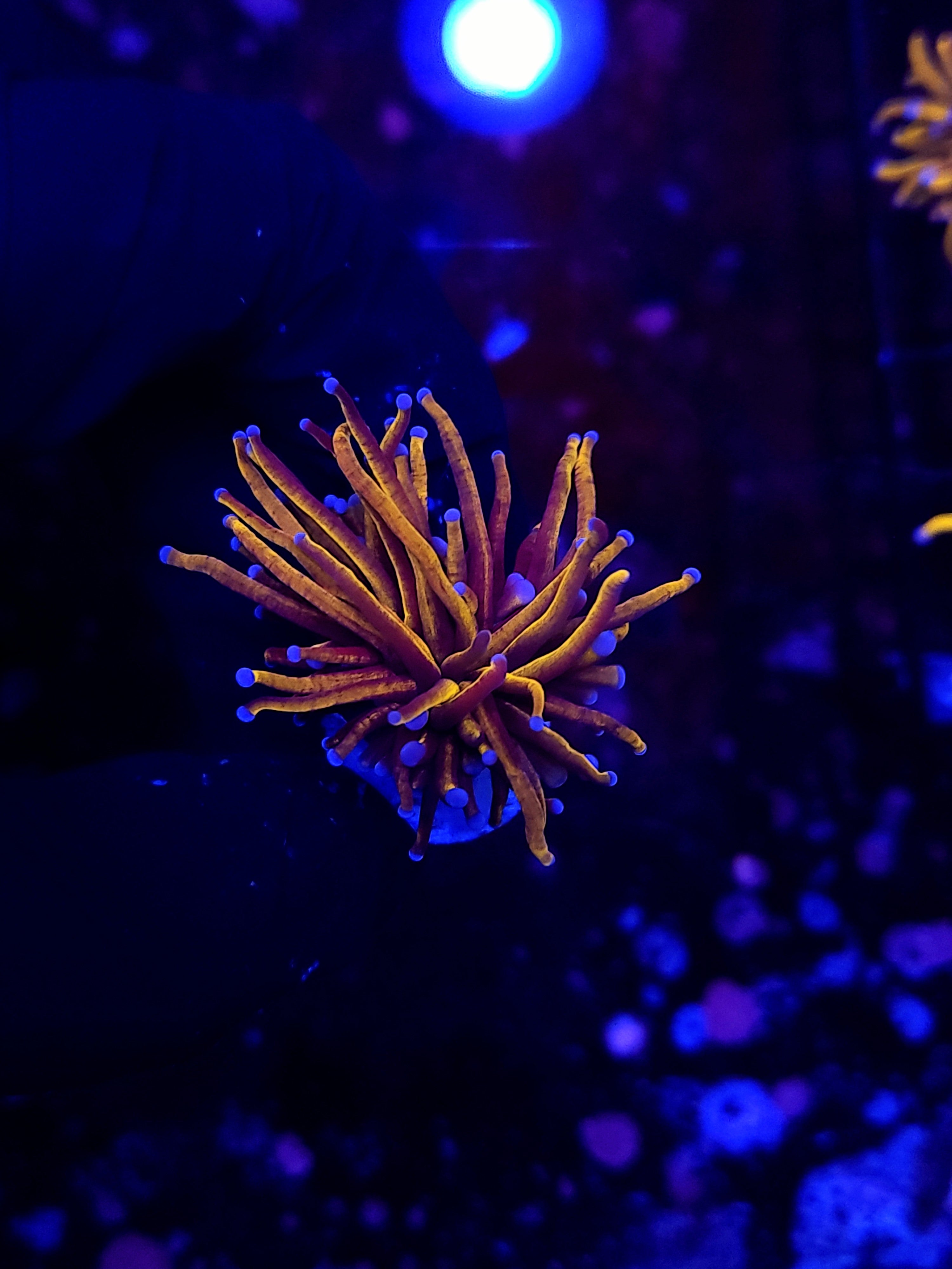 NY KNICKS TORCH - Black Label Corals