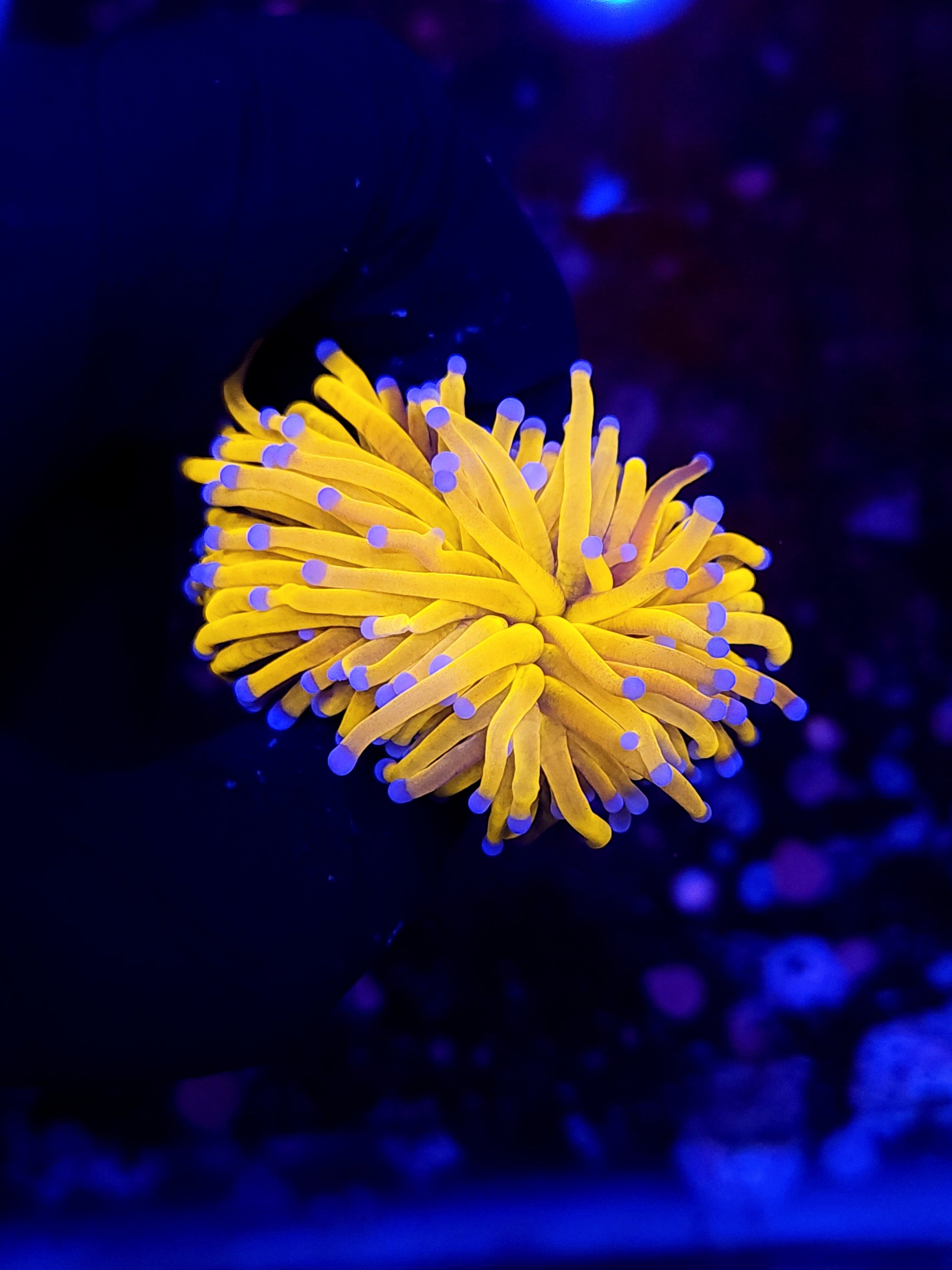 GOLDNANA TORCH - Black Label Corals