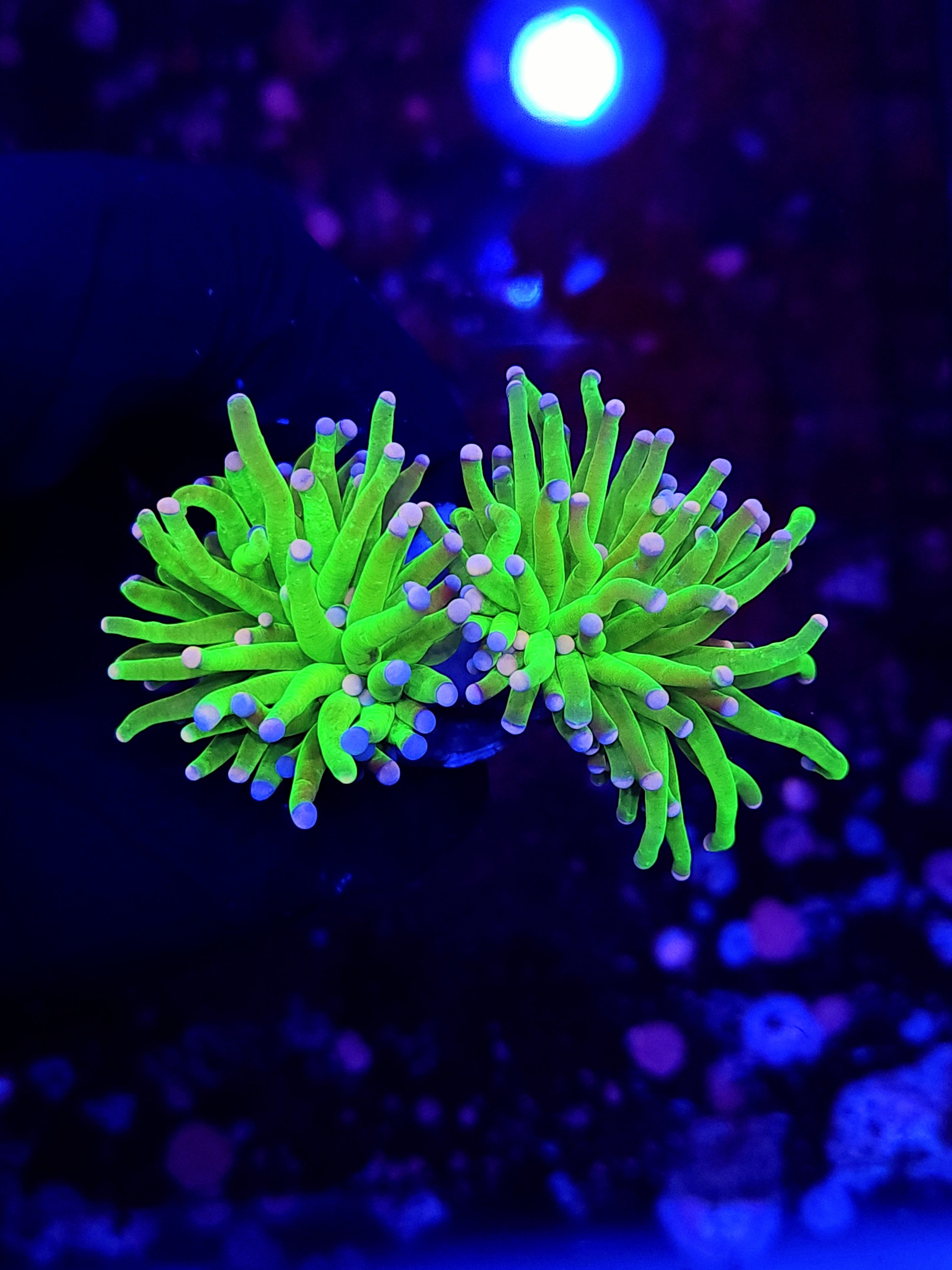 COTTON CANDY TORCH ~ 2 HEADS - Black Label Corals
