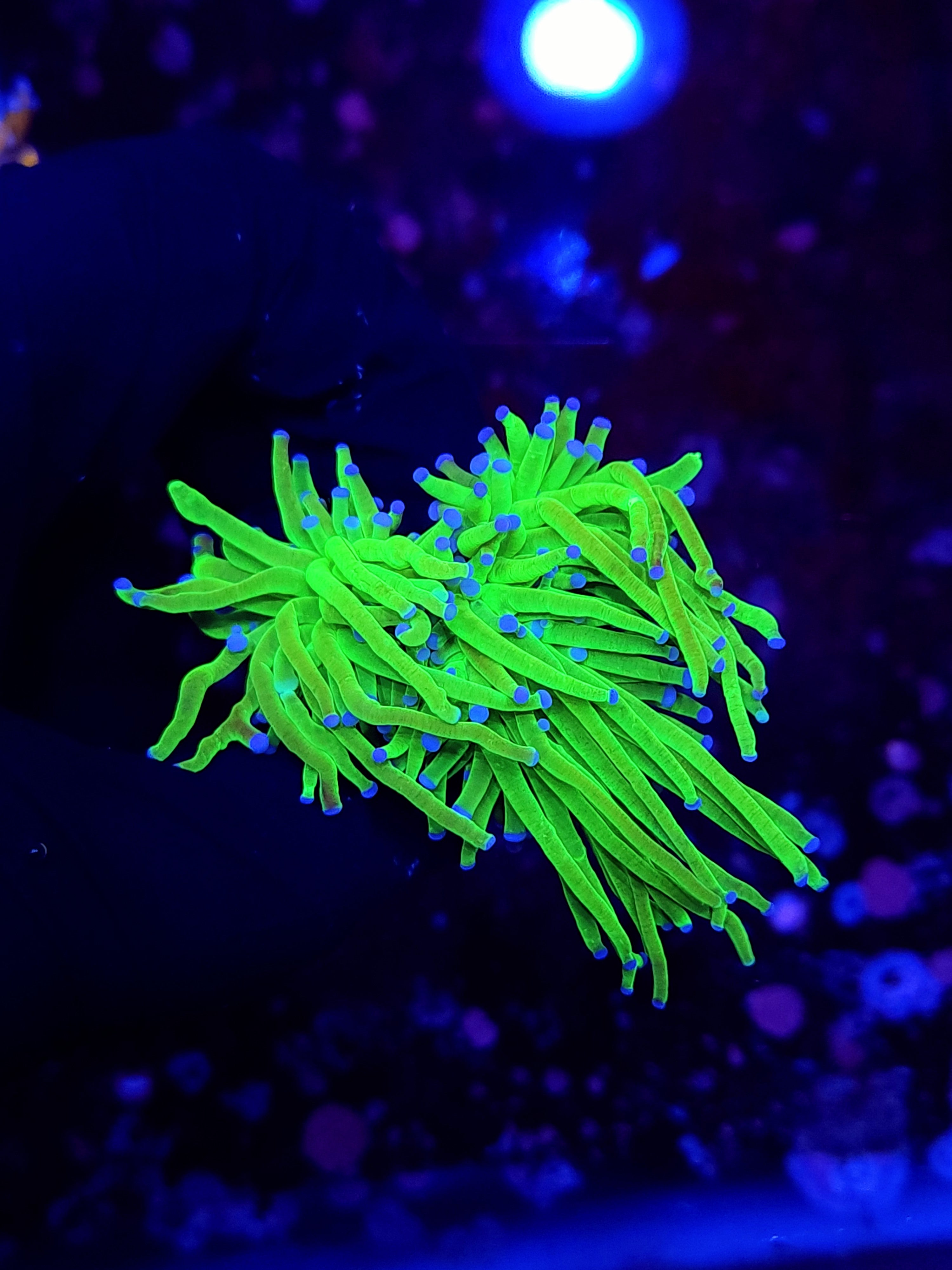 TODDS TORCH ~ 2 HEADS - Black Label Corals