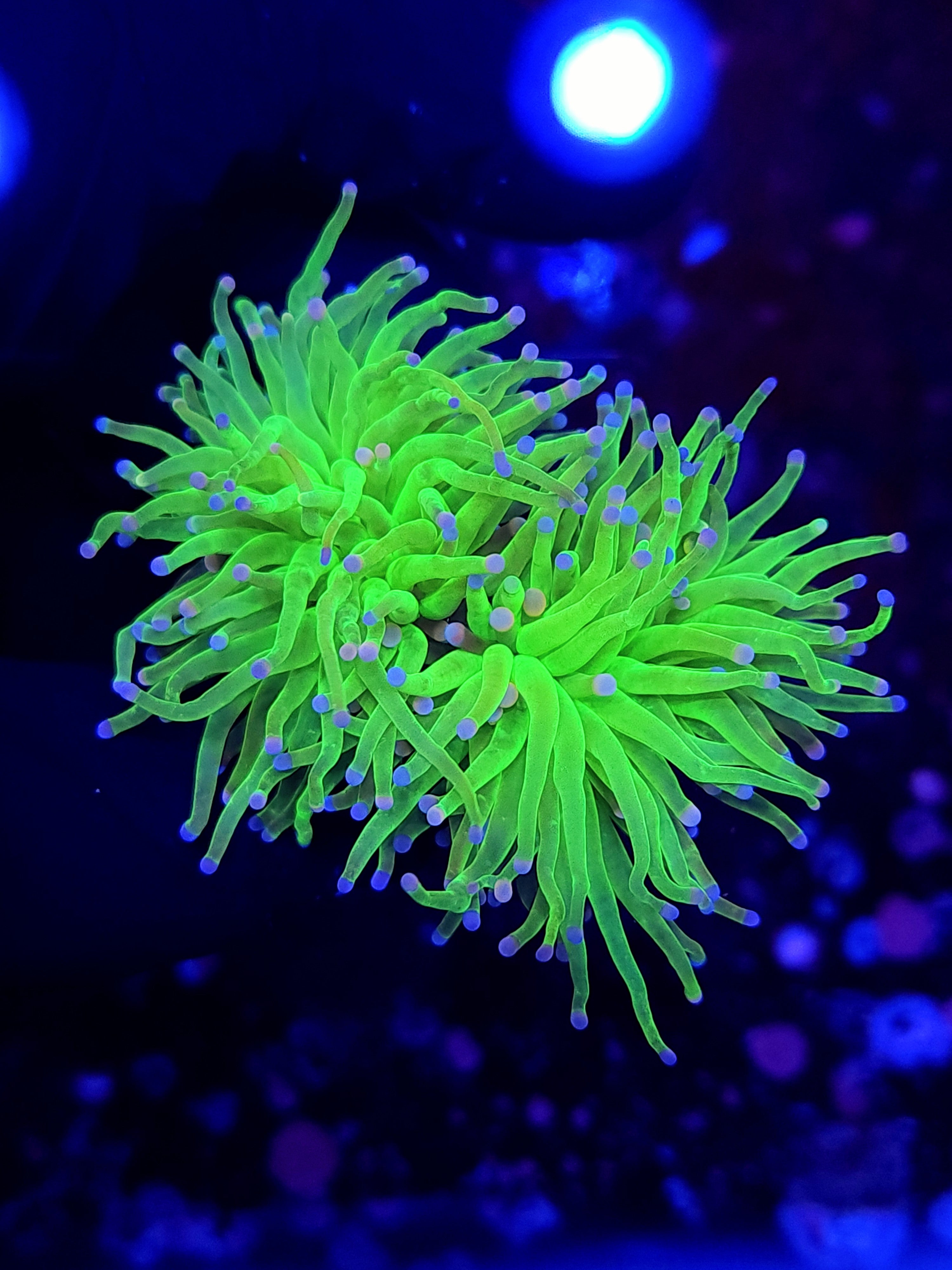 COTTON CANDY TORCH ~ 2 HEADS - Black Label Corals