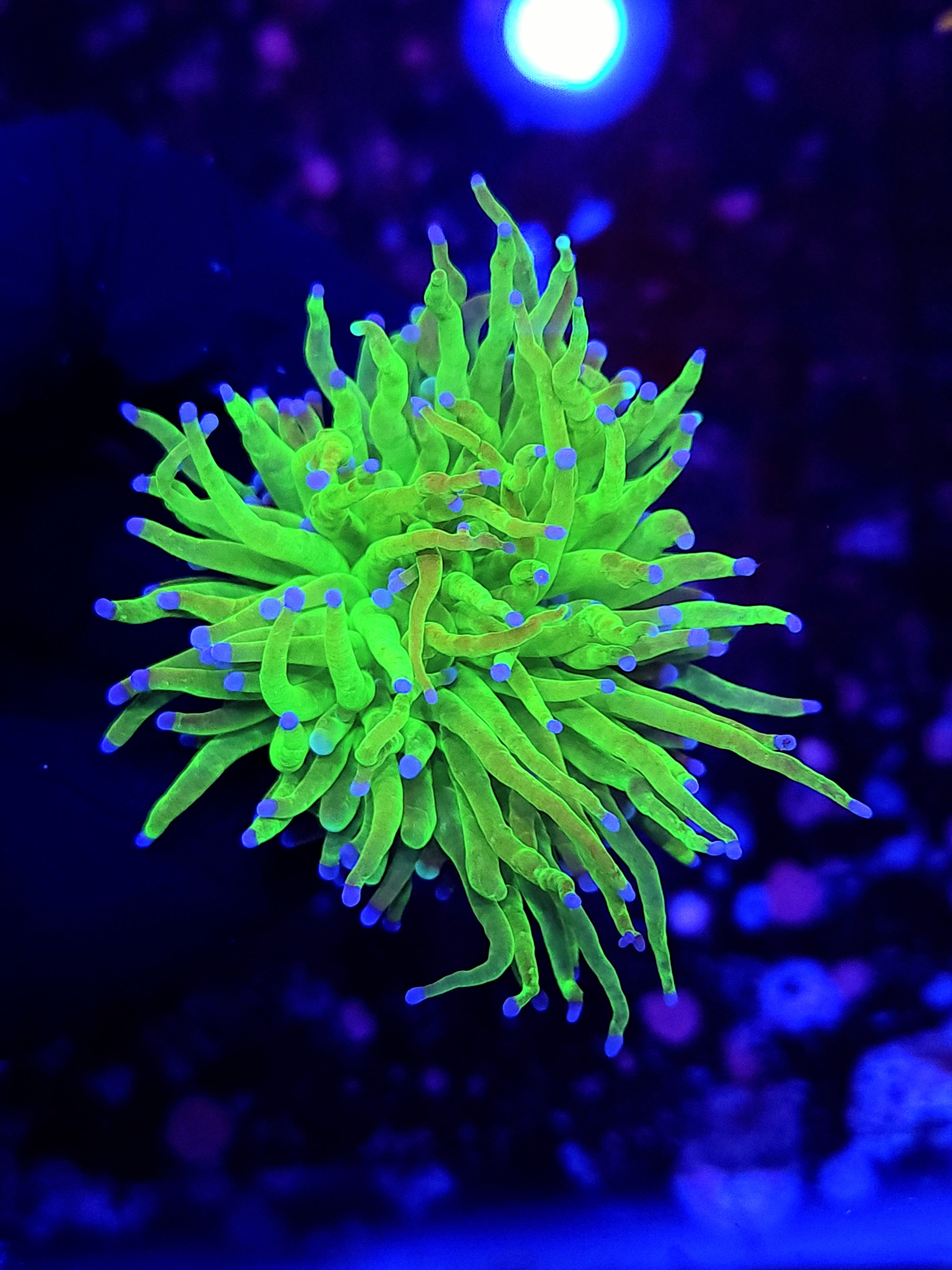 TODDS TORCH ~ SPLITTING - Black Label Corals