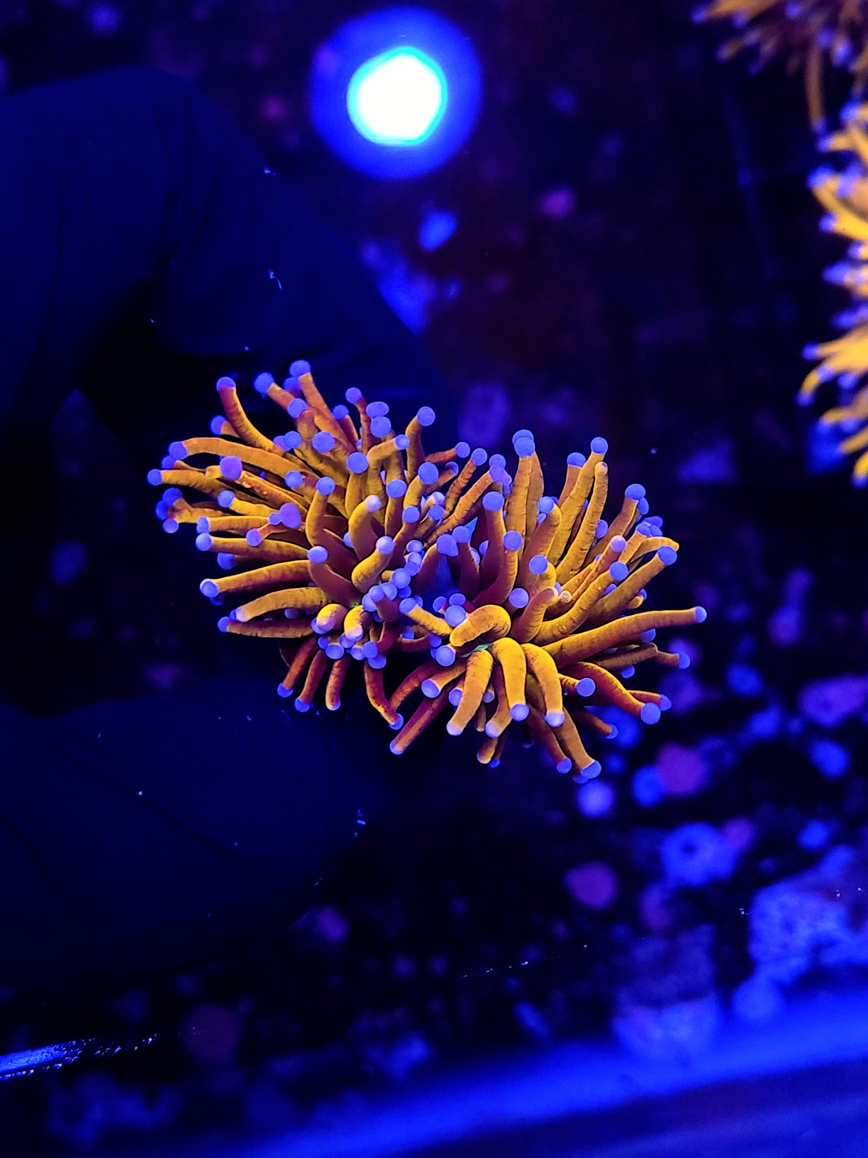 NY KNICKS TORCH ~ 2 HEADS - Black Label Corals