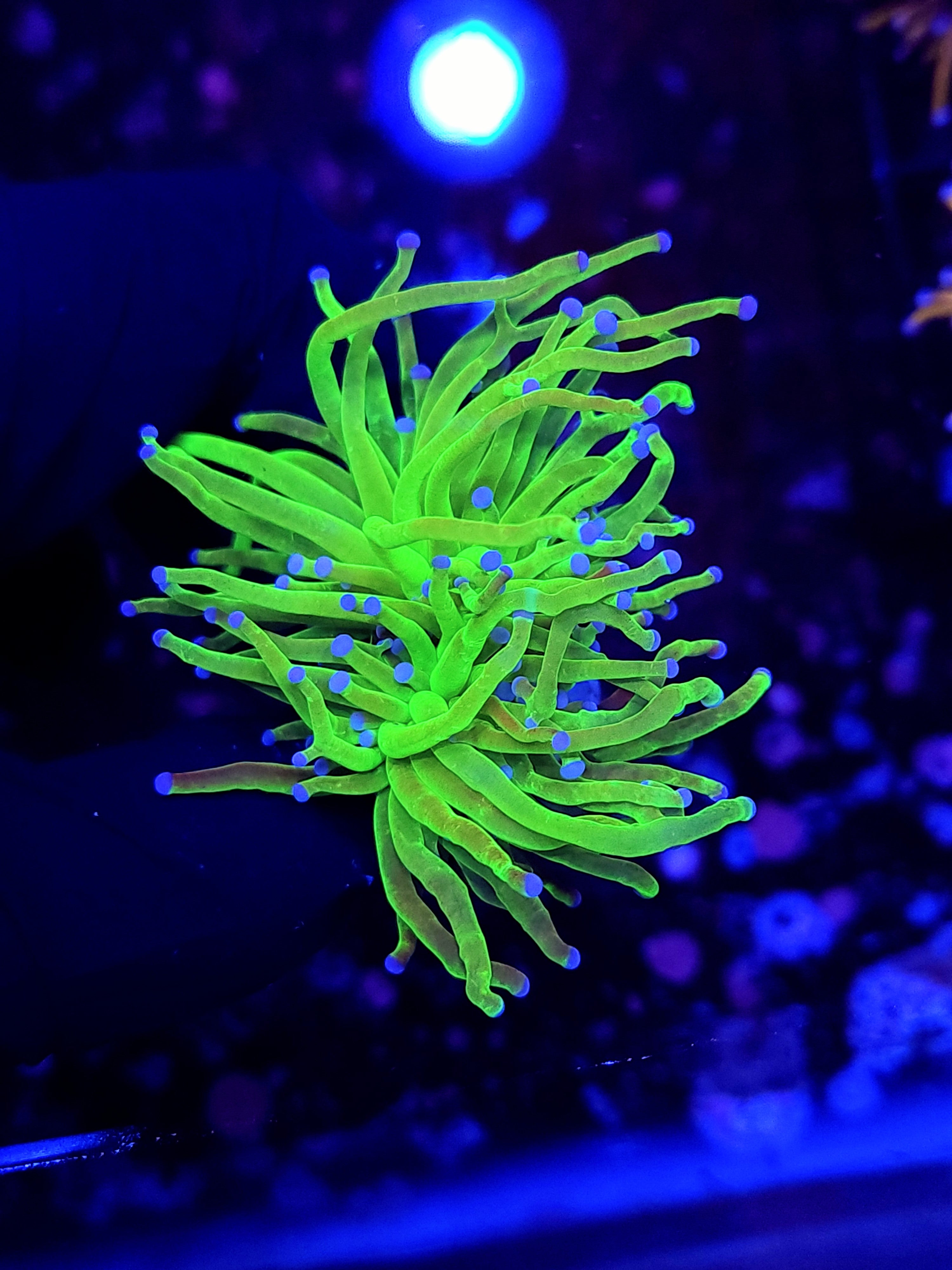 TODDS TORCH - Black Label Corals