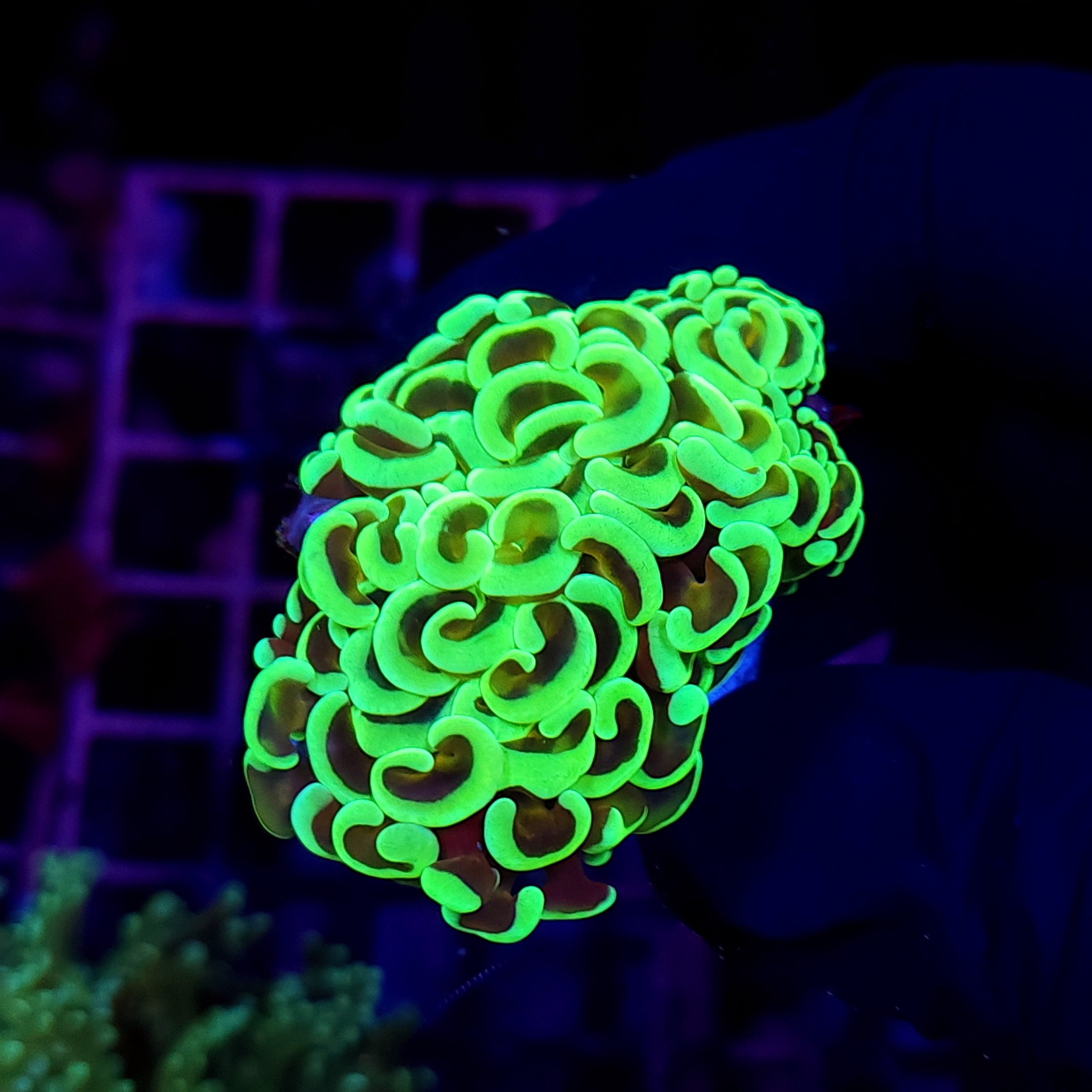 GOLD STEM HAMMER - Black Label Corals