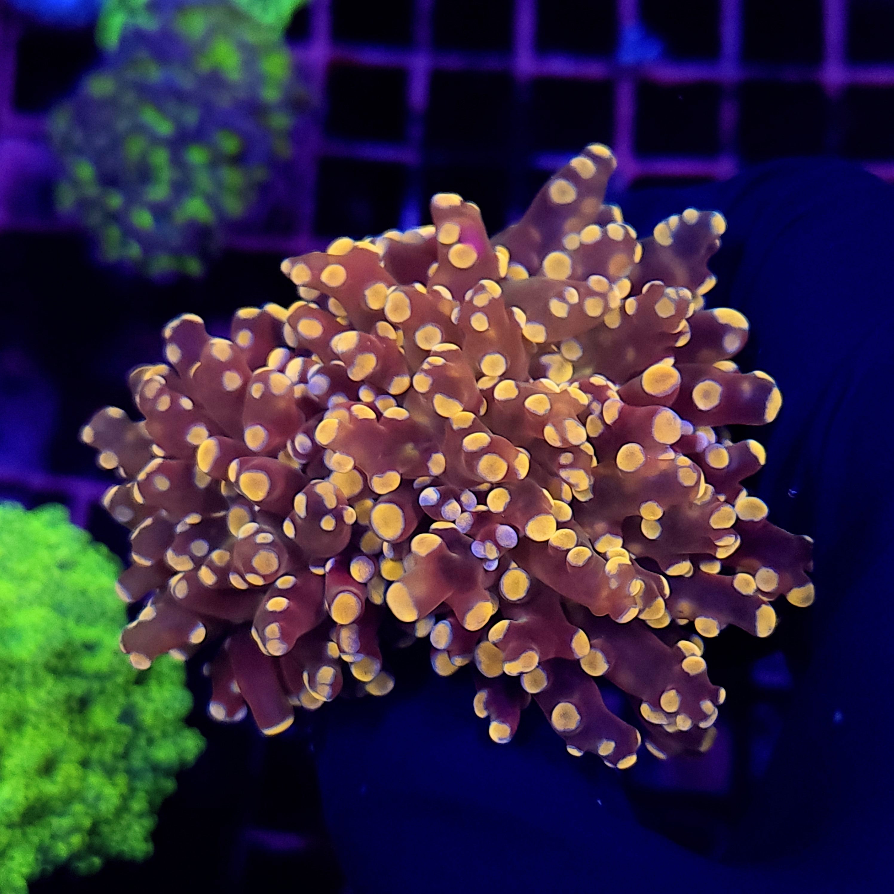 BICOLOR OCTO ~ 2 HEADS - Black Label Corals
