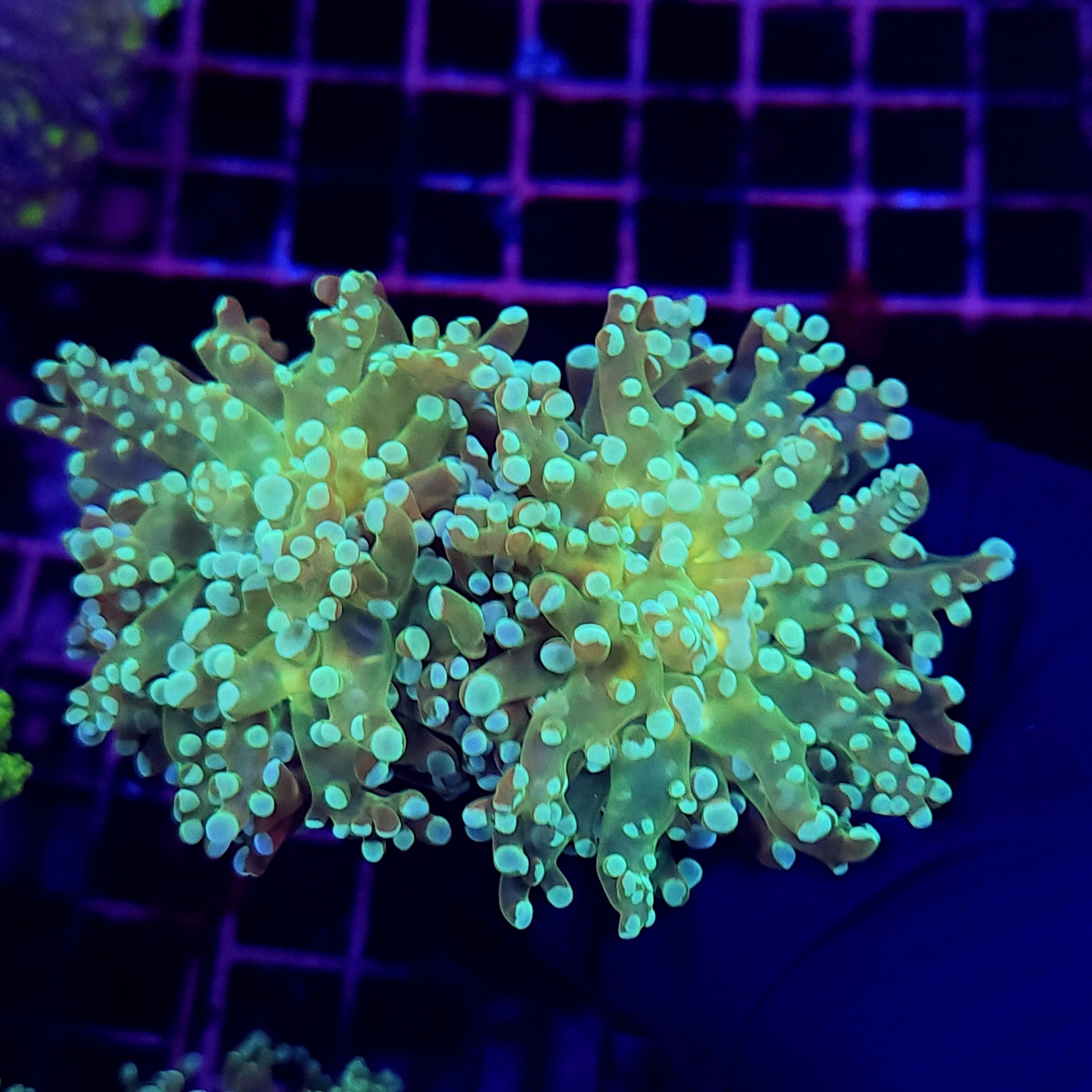 YELLOW MOUTH OCTO ~ 2 HEADS - Black Label Corals
