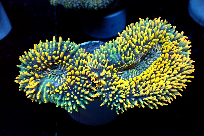 ULTRA LOBO - Black Label Corals