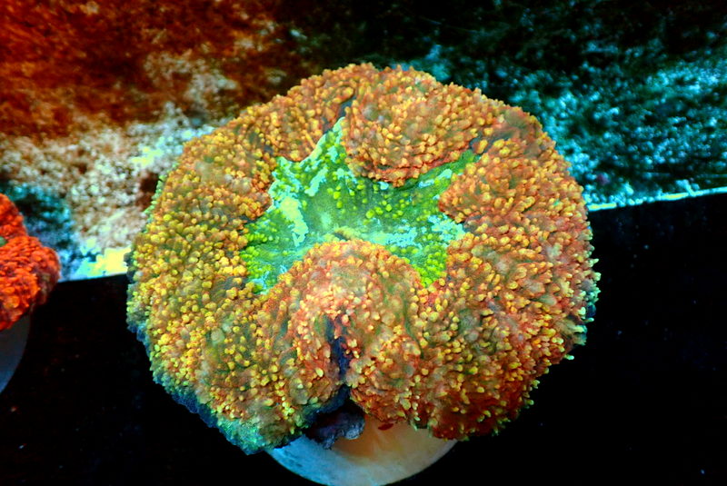 ULTRA SYMPHYLLIA - Black Label Corals