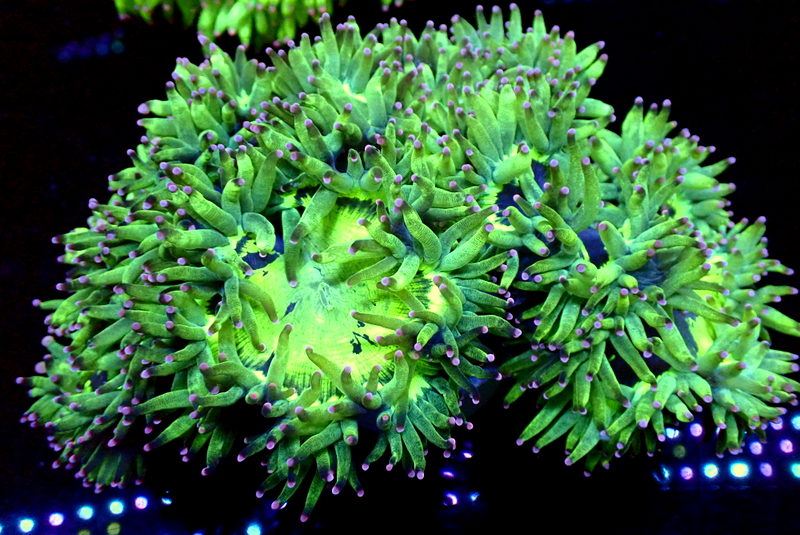 PURPLE TIP ELEGANCE - Black Label Corals