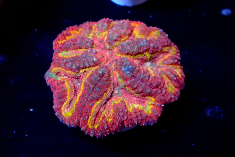 ULTRA SYMPHYLLIA - Black Label Corals
