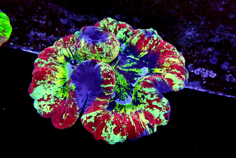 RAINBOW TRACHY - Black Label Corals