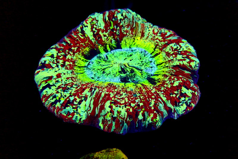 RAINBOW TRACHY - Black Label Corals