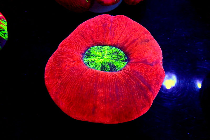 RED TRACHY - Black Label Corals