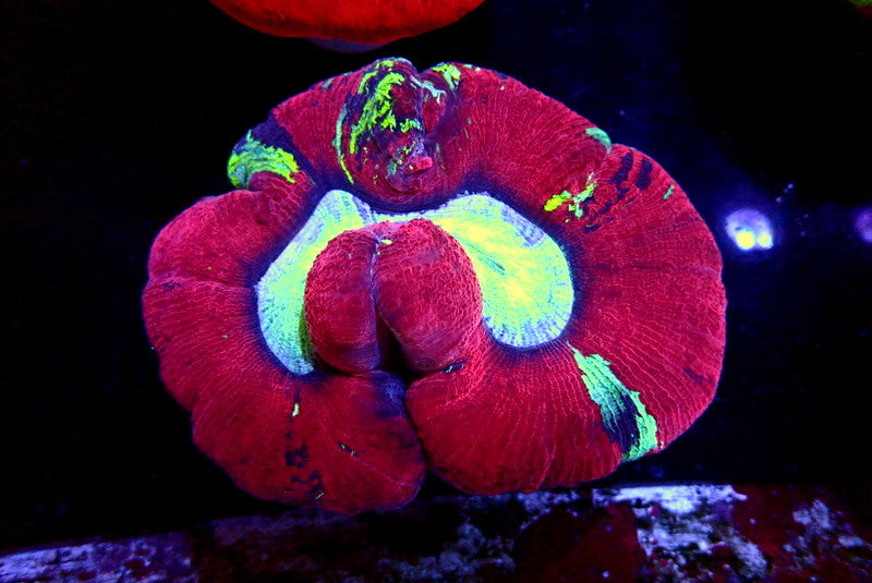 RED TRACHY - Black Label Corals