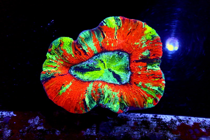 ULTRA TRACHY - Black Label Corals