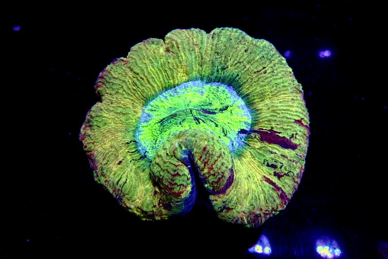 YELLOW TRACHY - Black Label Corals