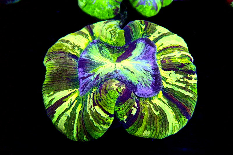 ULTRA GREEN TRACHY - Black Label Corals