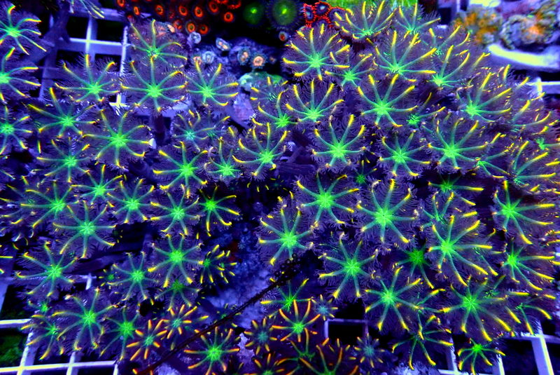 ULTRA CLOVE POLYP COLONY - Black Label Corals